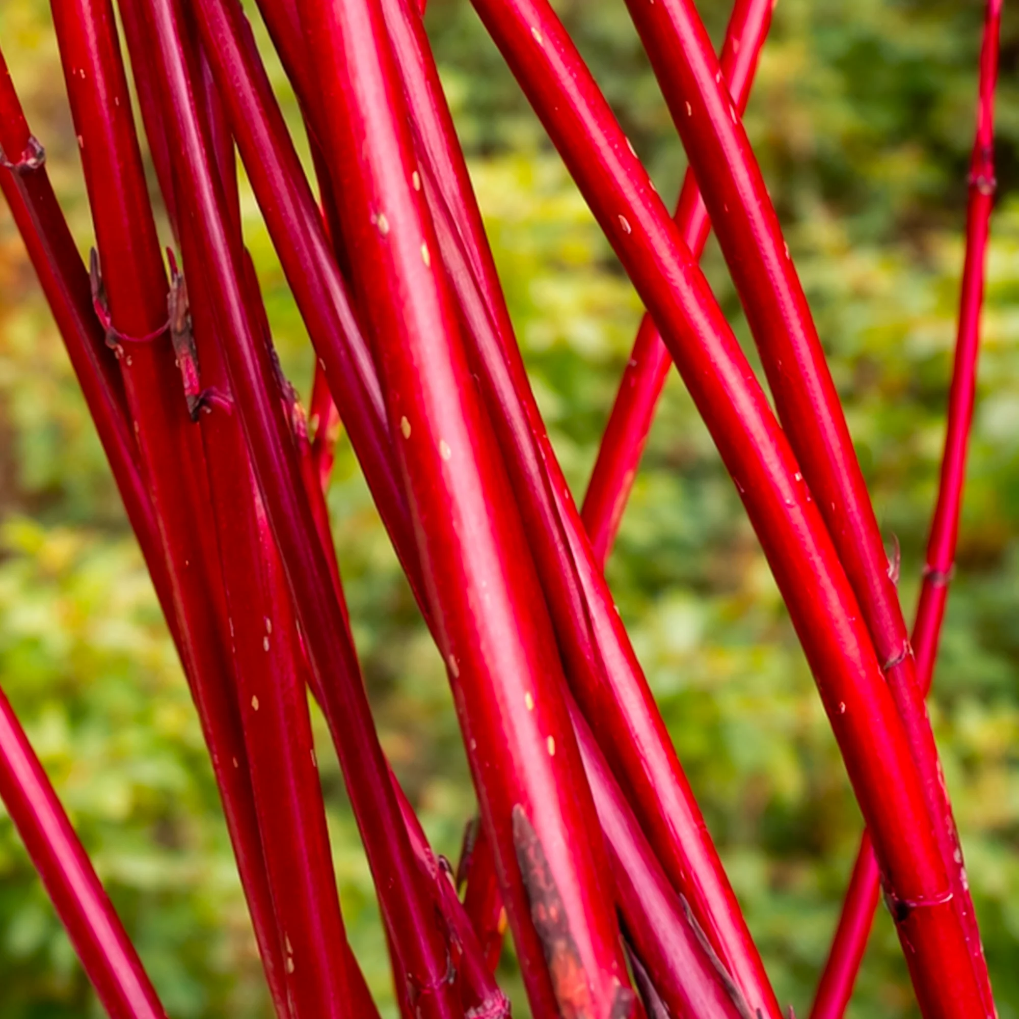 Cornouiller à bois rouge (Cornus) - Image 2