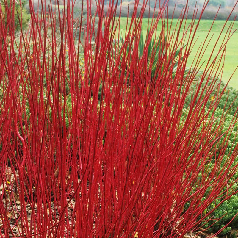 Cornouiller à bois rouge (Cornus) - Image 3