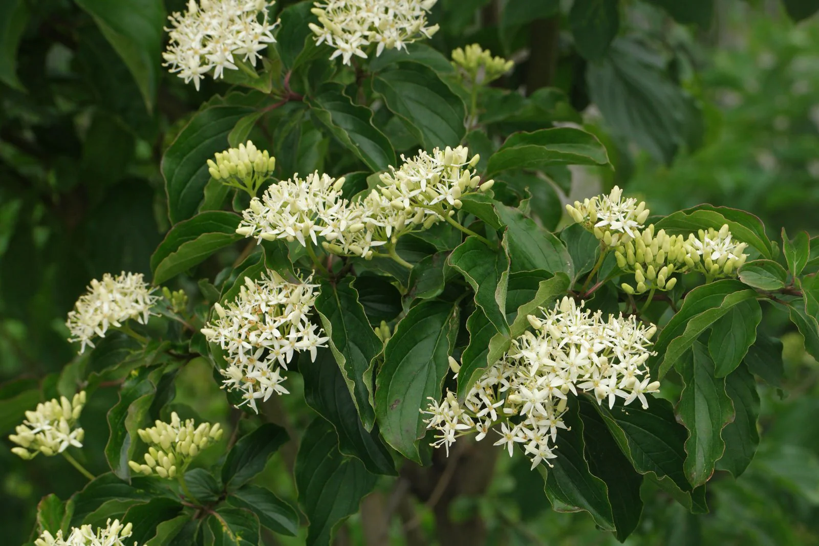 Cornouiller à bois rouge (Cornus) - Image 4