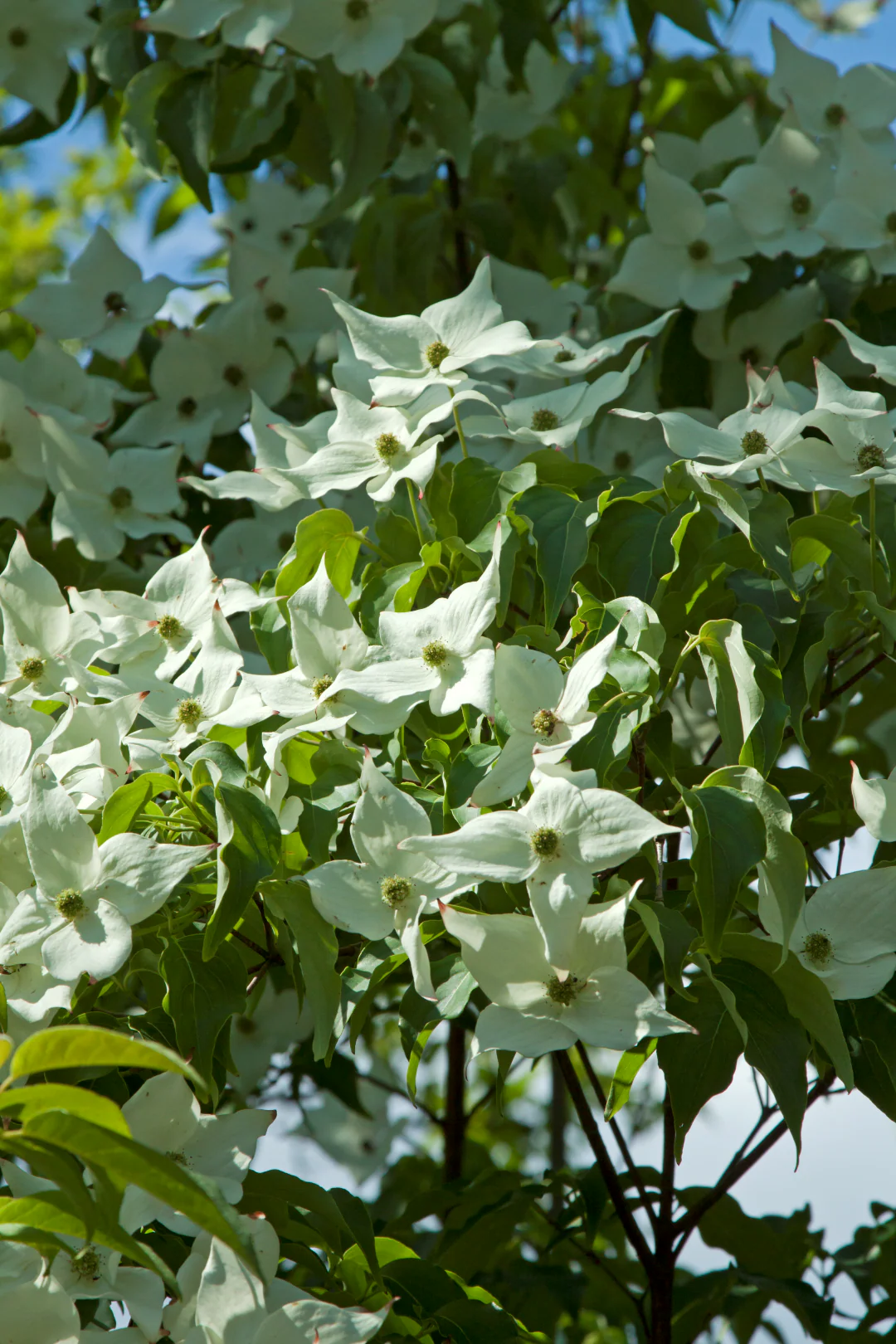 Cornouiller du Japon blanc (Cornus Kousa Milky-way) - Image 2