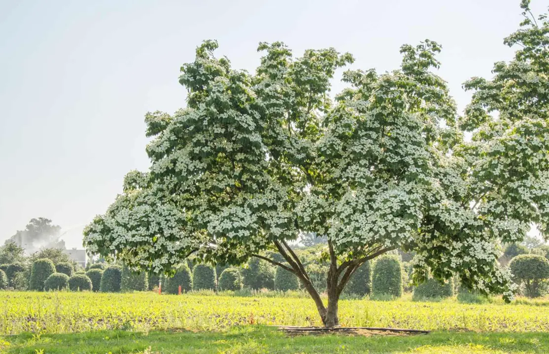 Cornouiller du Japon blanc (Cornus Kousa Milky-way) - Image 3