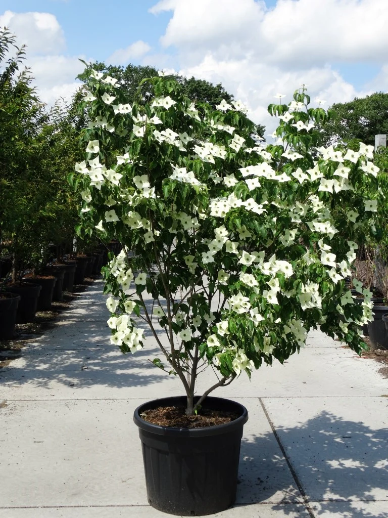 Cornouiller du Japon blanc (Cornus Kousa Milky-way) - Image 4