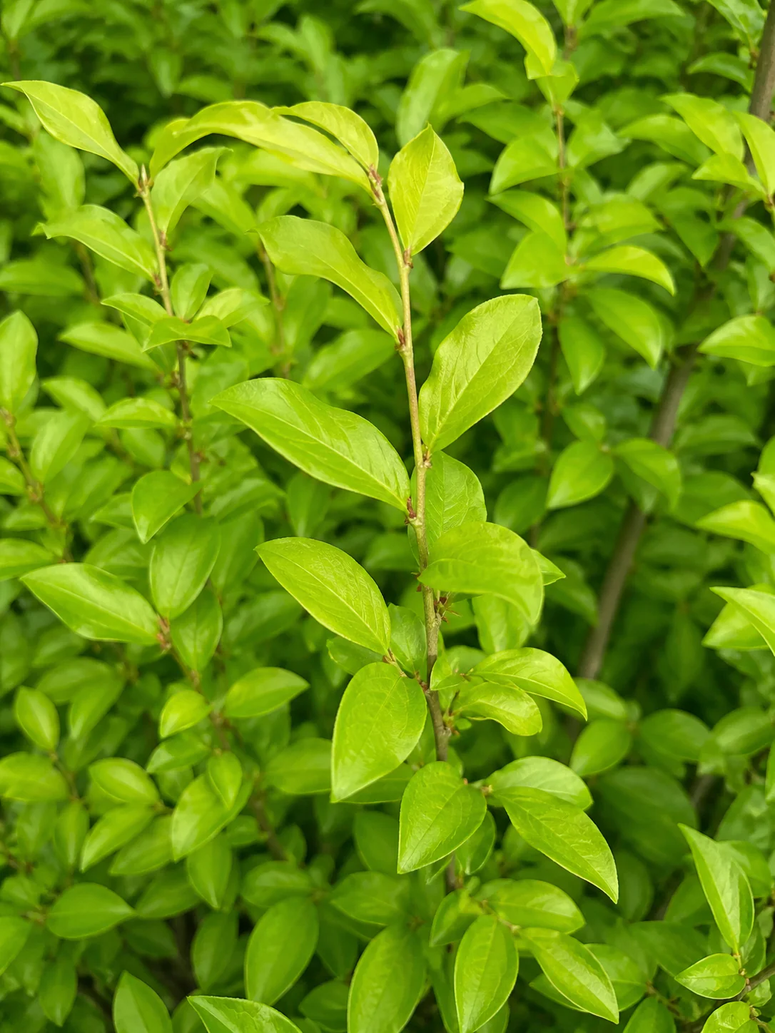 Cornouiller mâle (Cornus mas) - Image 2
