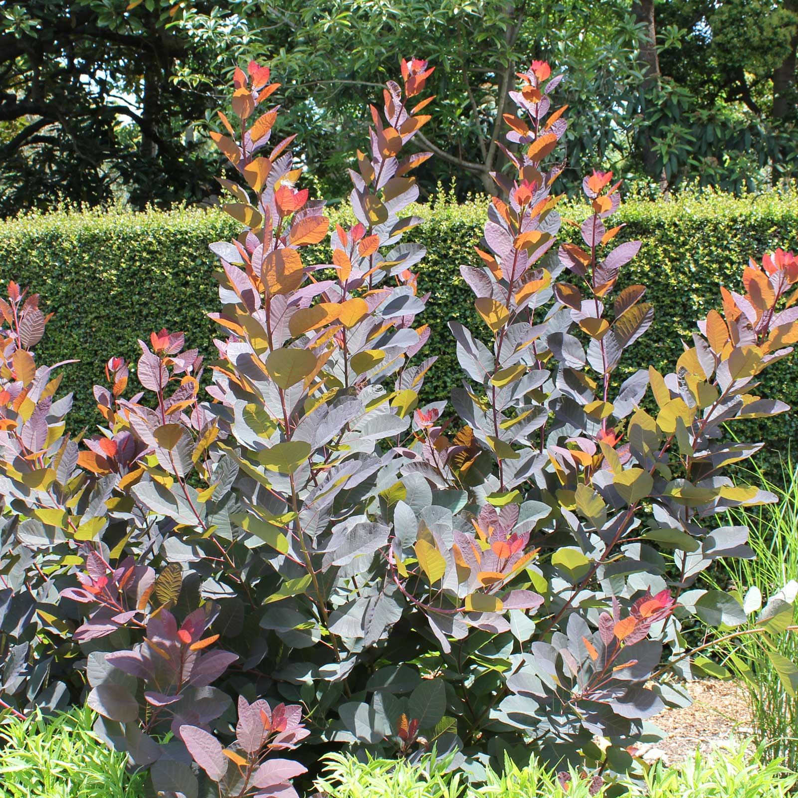 Cotinus