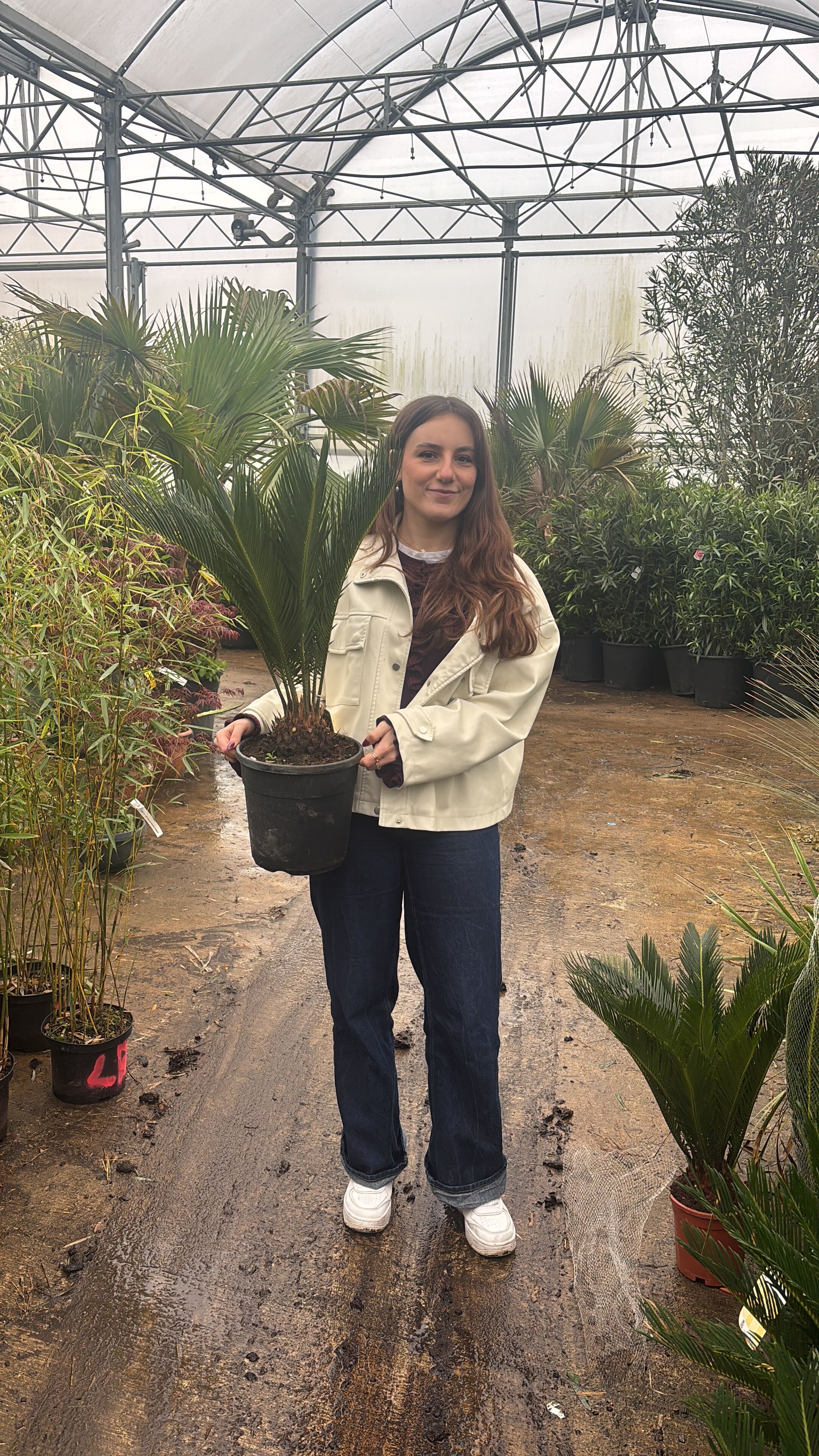 Cycas du Japon (Cycas Revoluta) - Image 9