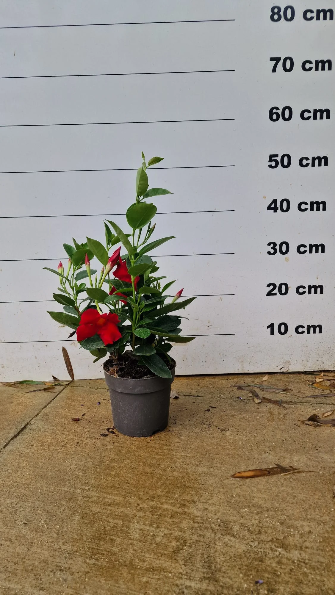 Dipladénia (Mandevilla) - Image 4