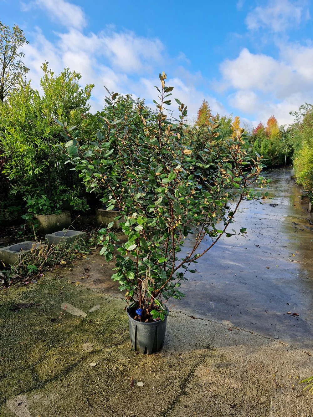 Elaeagnus Ebbingei (vert) - Image 5