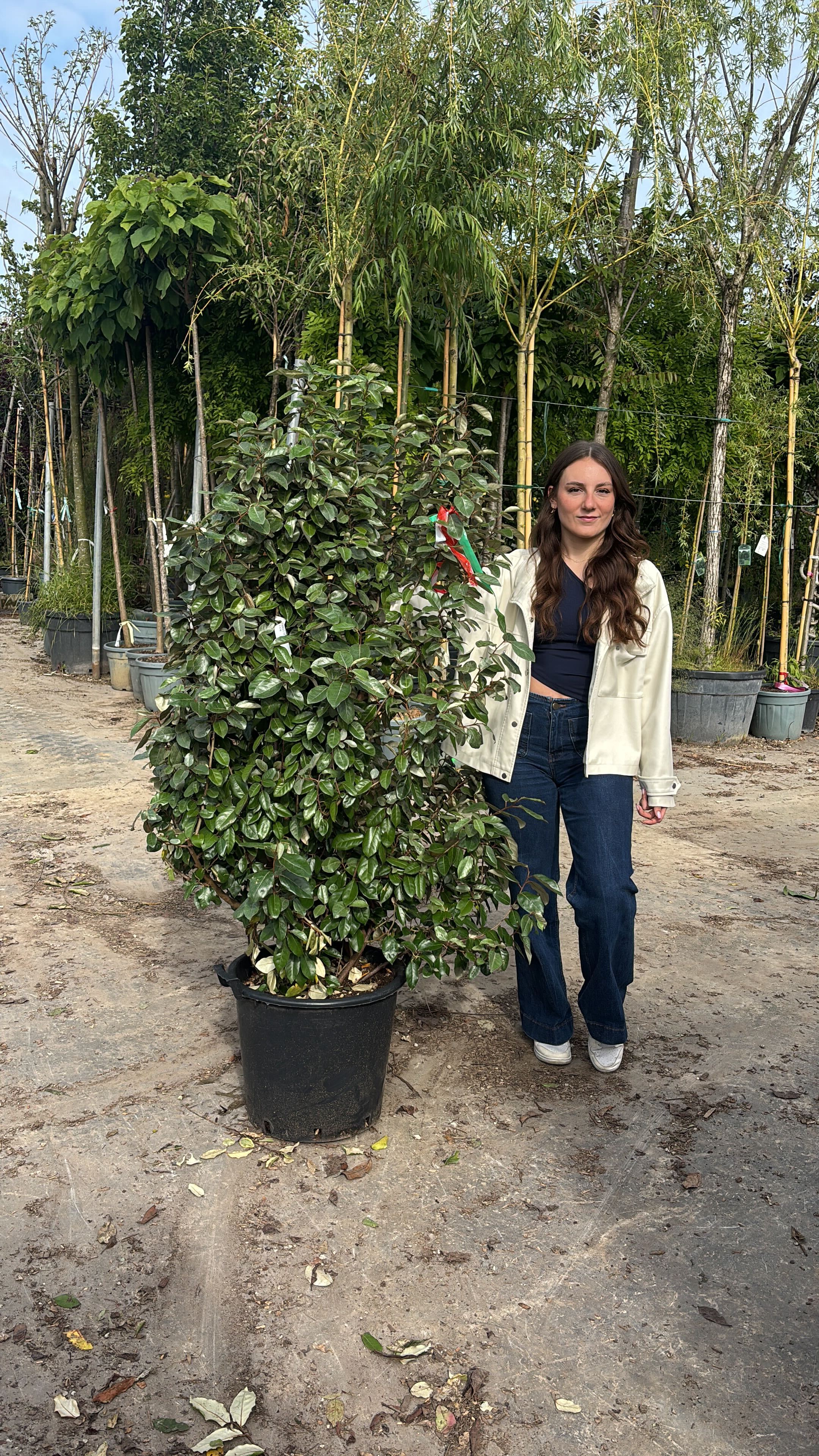 Elaeagnus Ebbingei (vert) - Image 8