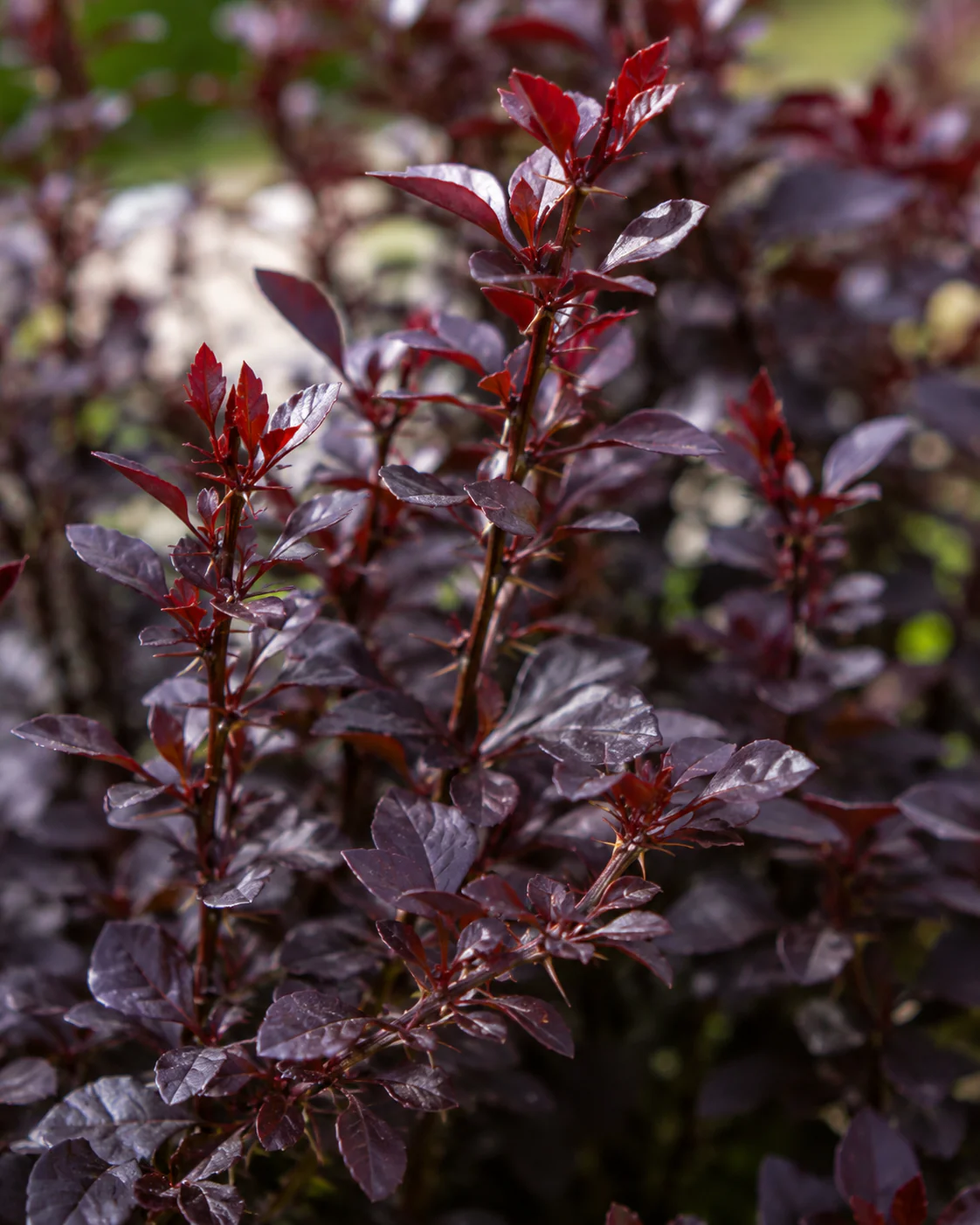 Epine-vinette (Berberis thunbergii Atropurpurea) - Image 2