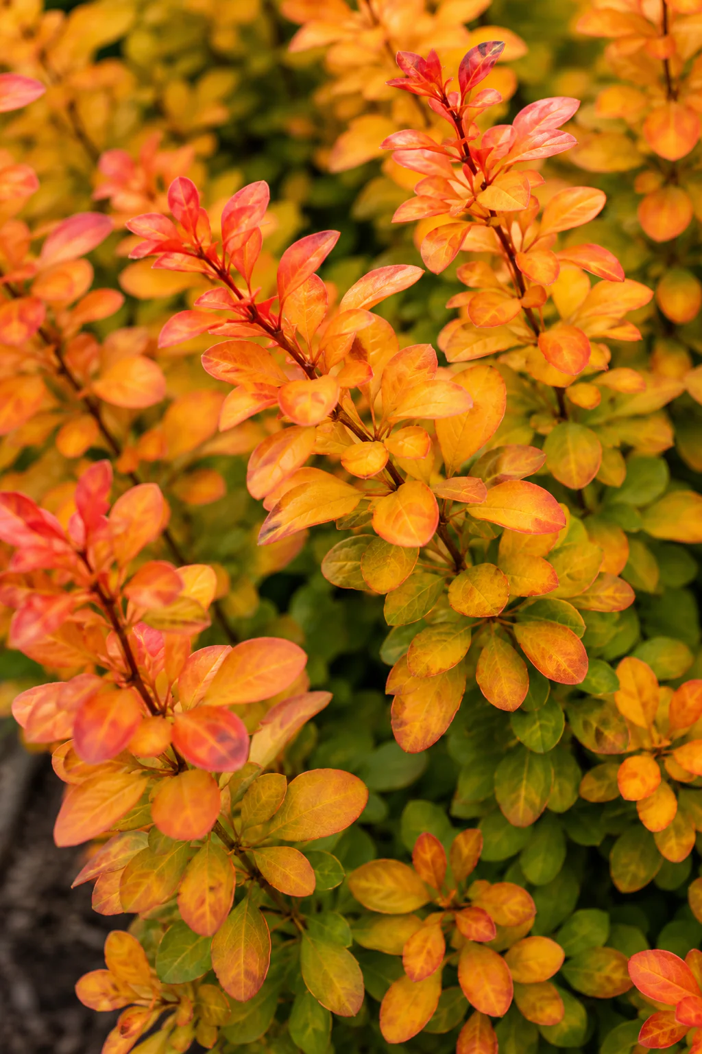 Epine-vinette (Berberis (x) thunbergii Orange Ice) - Image 2