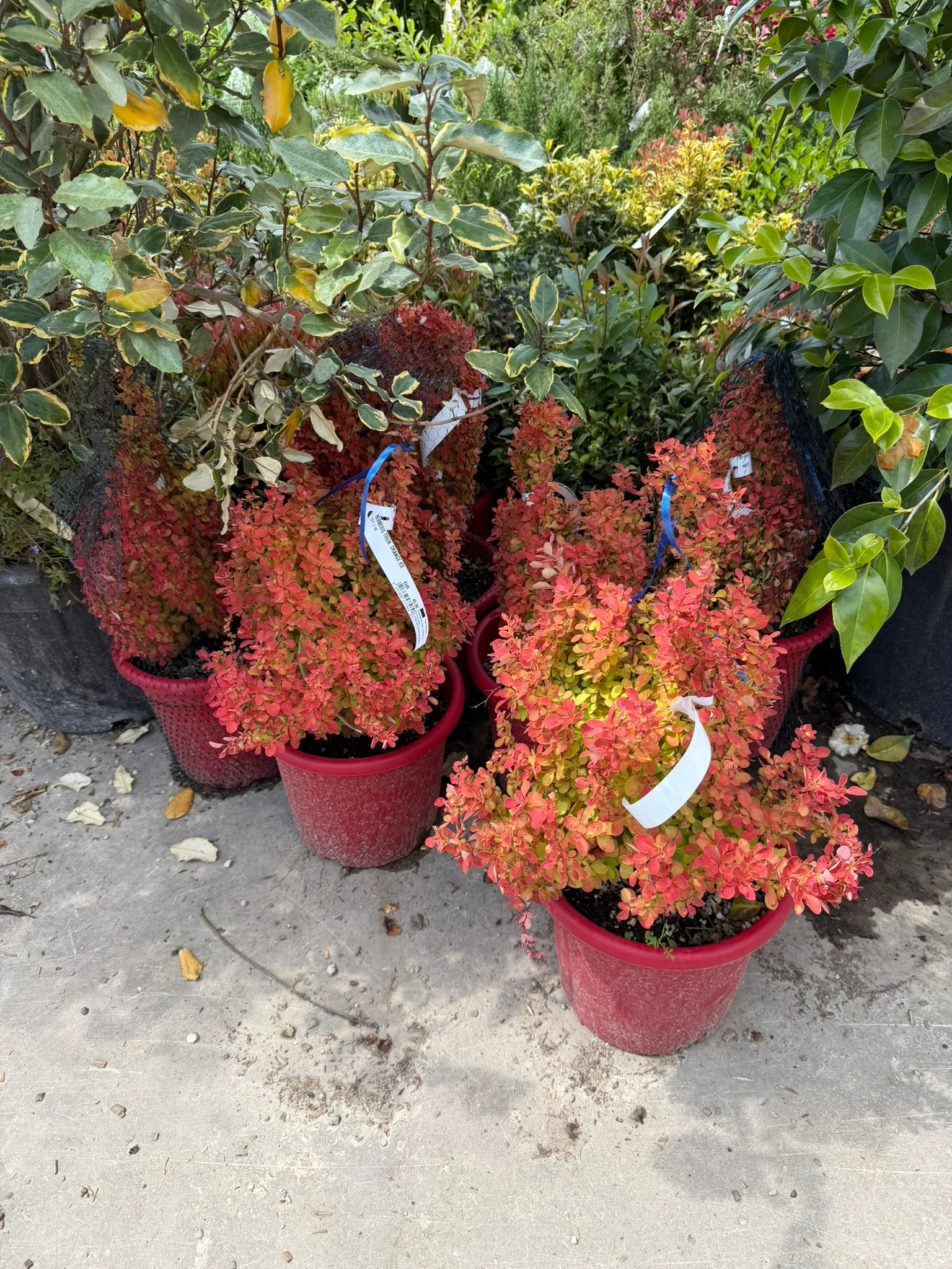 Epine-vinette (Berberis (x) thunbergii Orange Ice) - Image 4