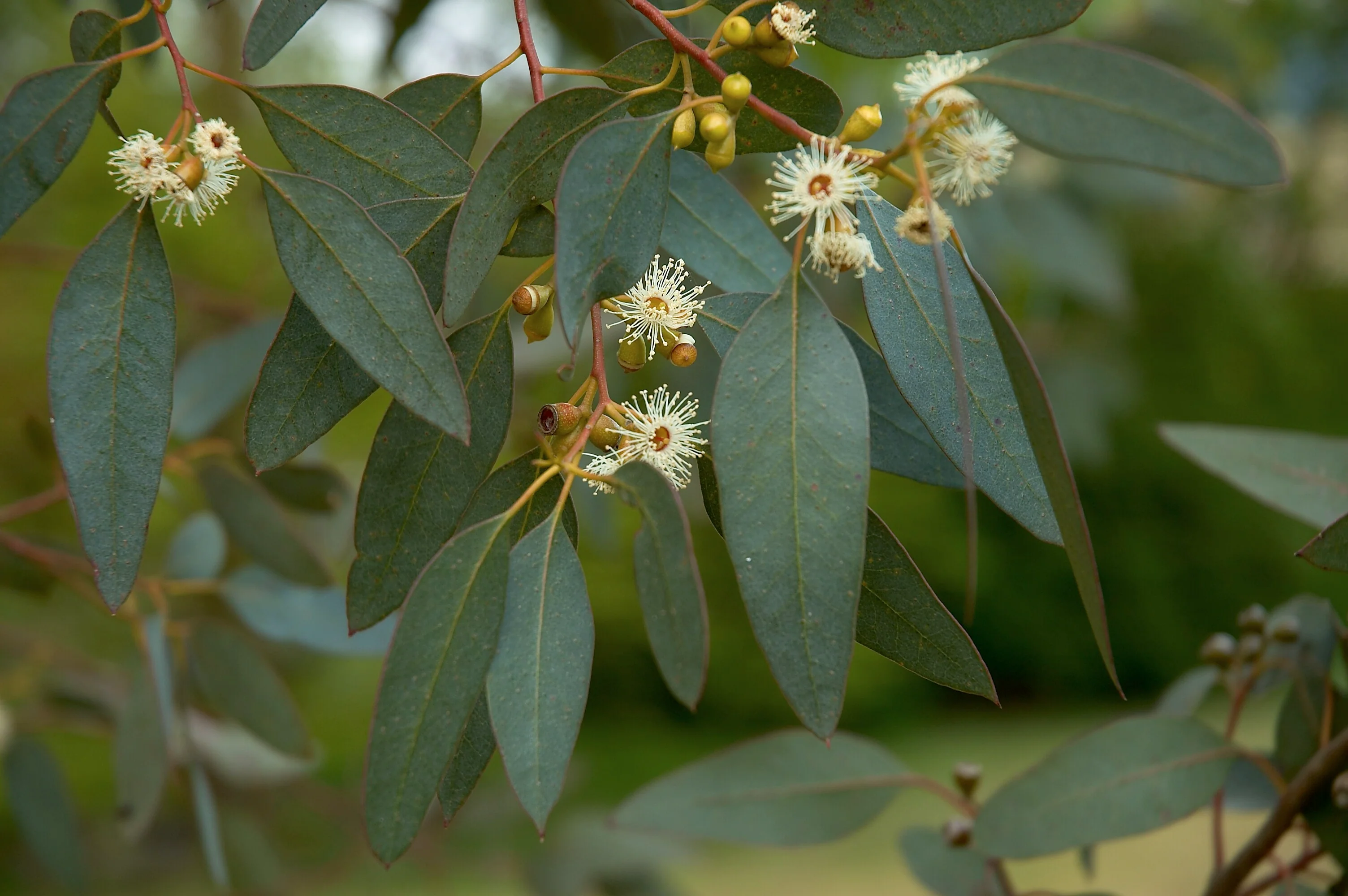 Eucalyptus à feuilles rondes (Eucalyptus Gunnii) - Image 5