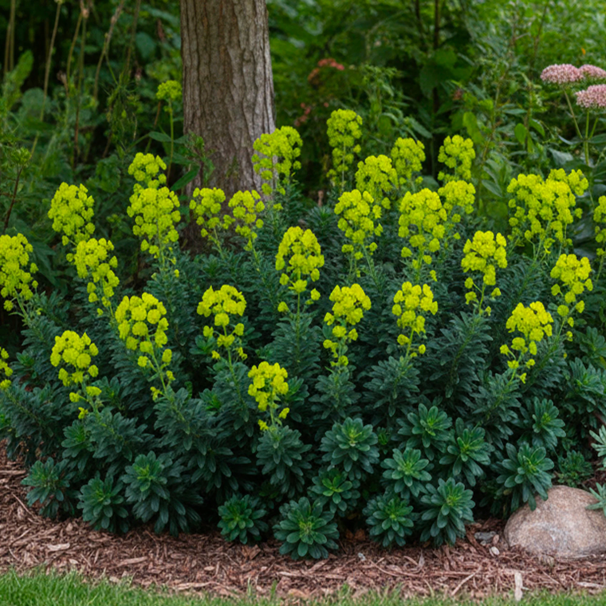 Euphorbe Vert