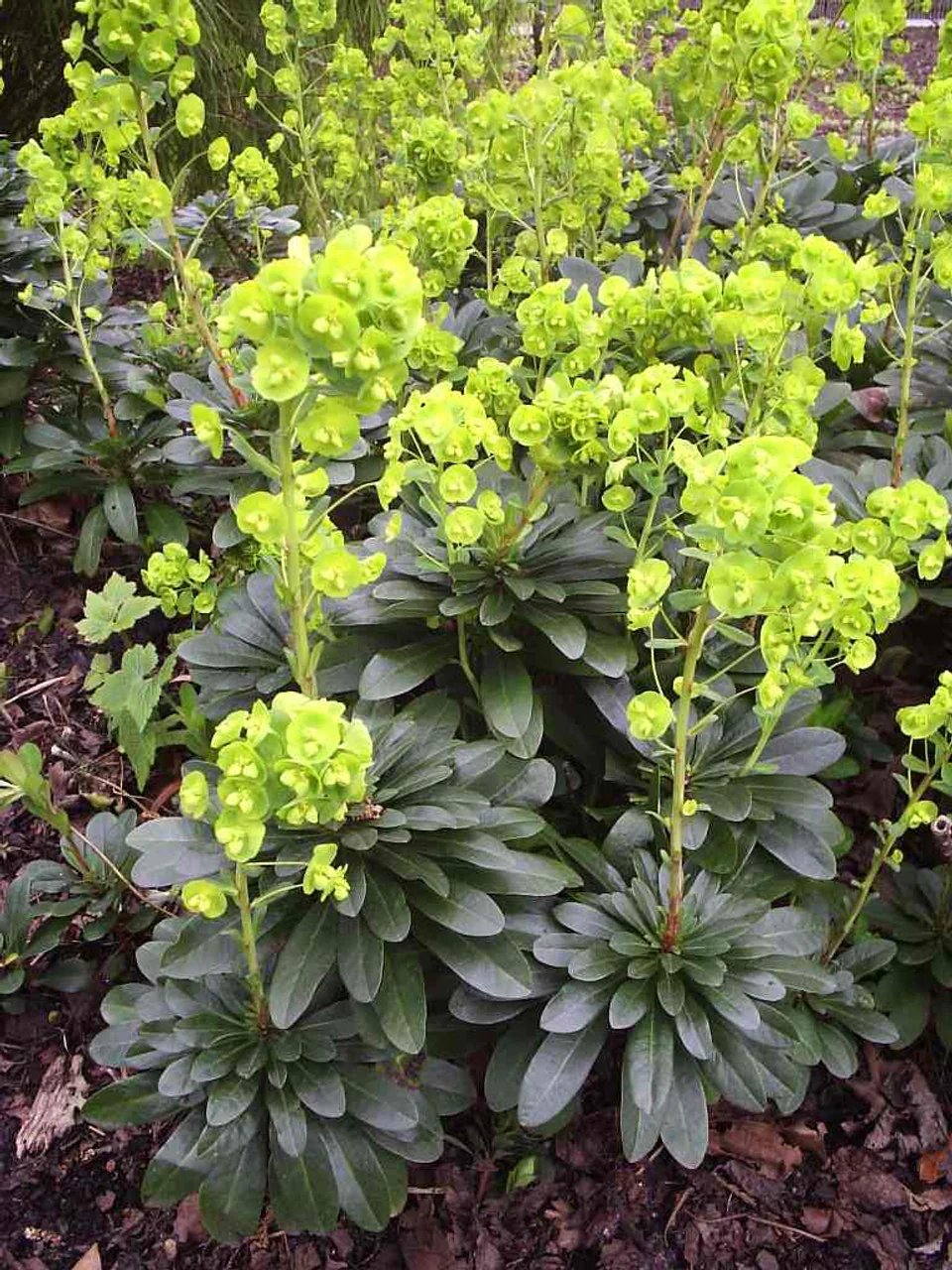 Euphorbe Vert - Image 4