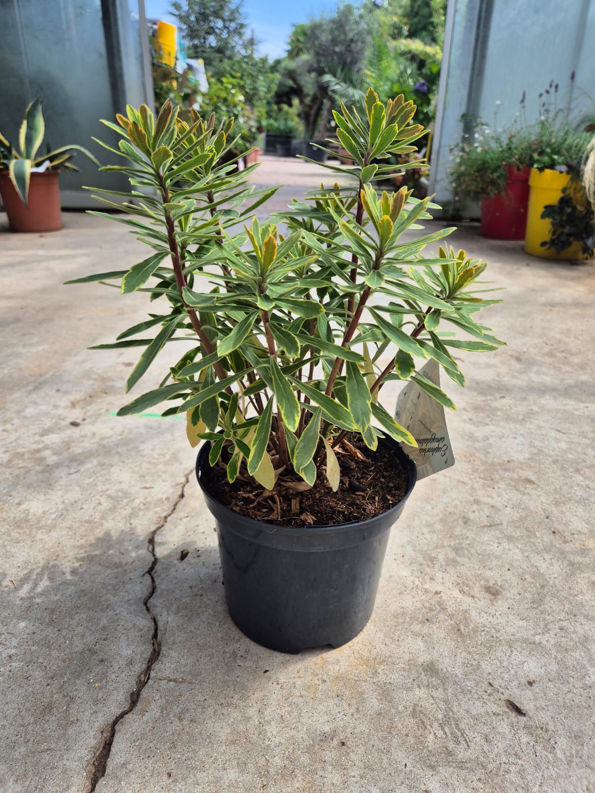 Euphorbe Panaché - Image 3