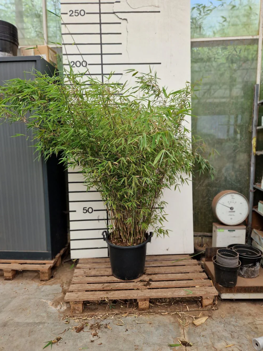 Fargesia Nitida Winter Joy - Image 7
