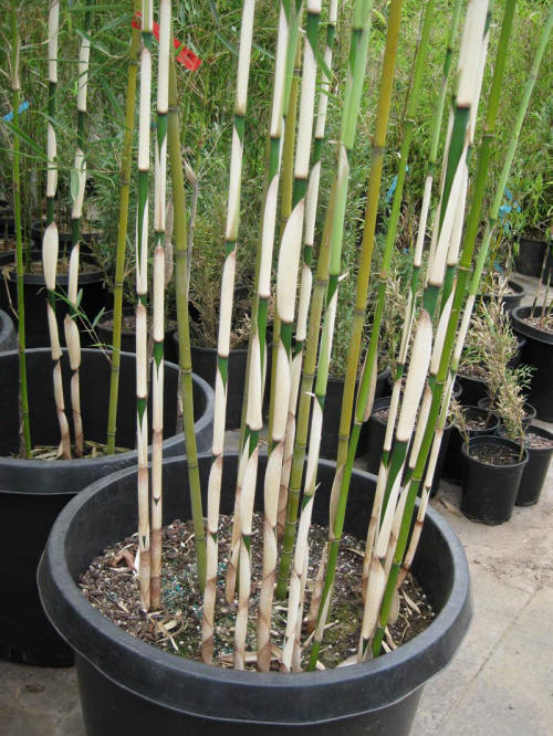 Fargesia Robusta Campbell - Image 3