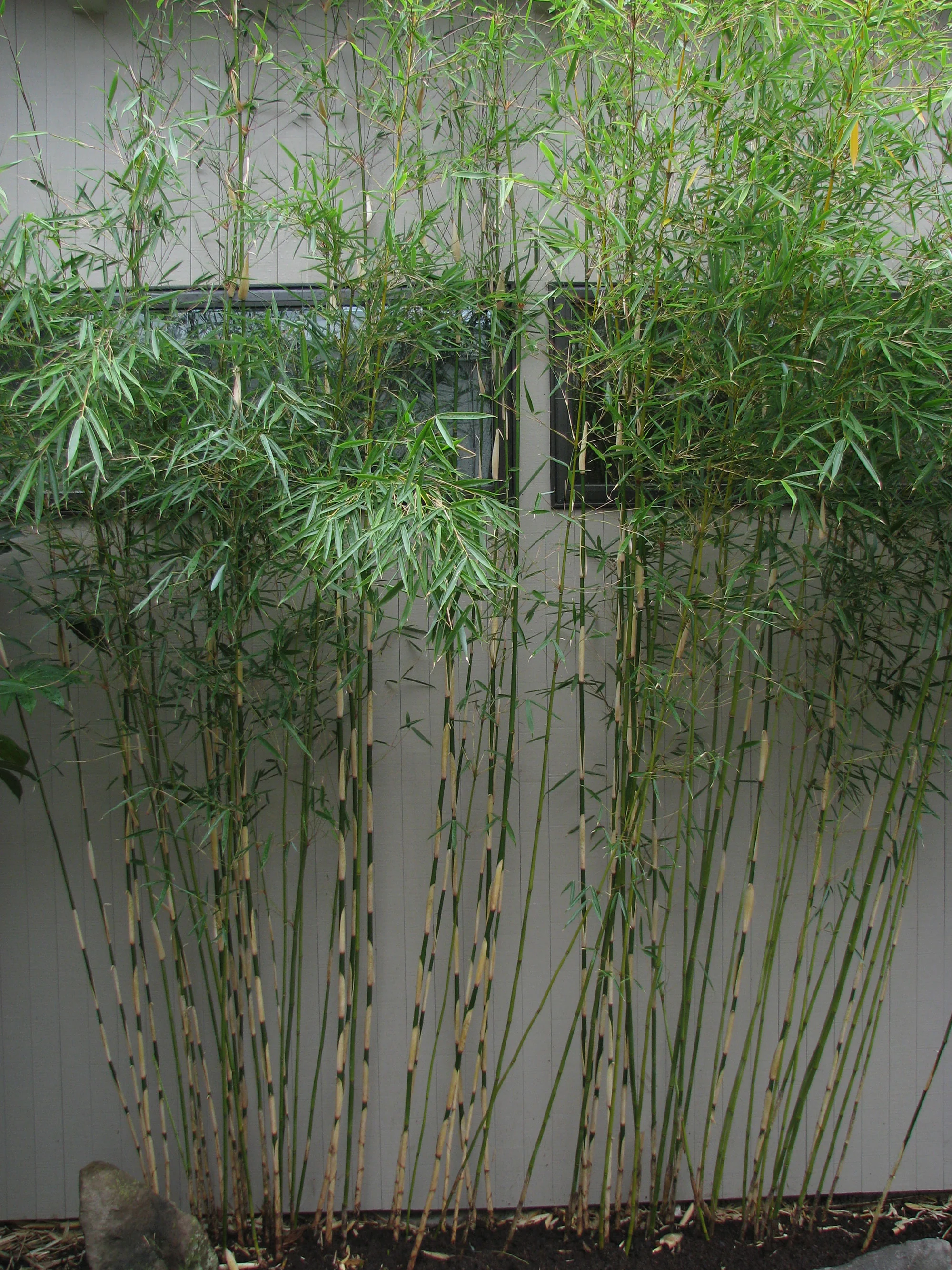 Fargesia Robusta Campbell - Image 5