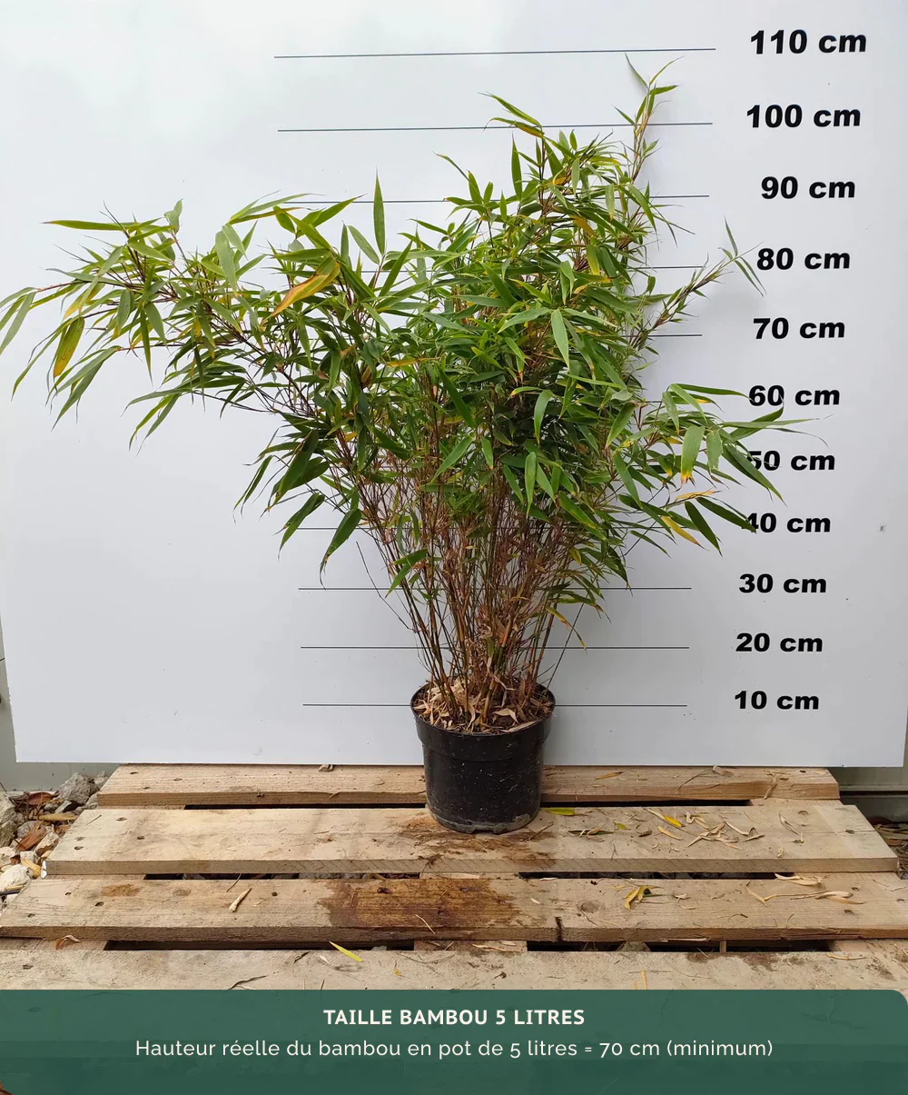 Fargesia Rufa - Image 4