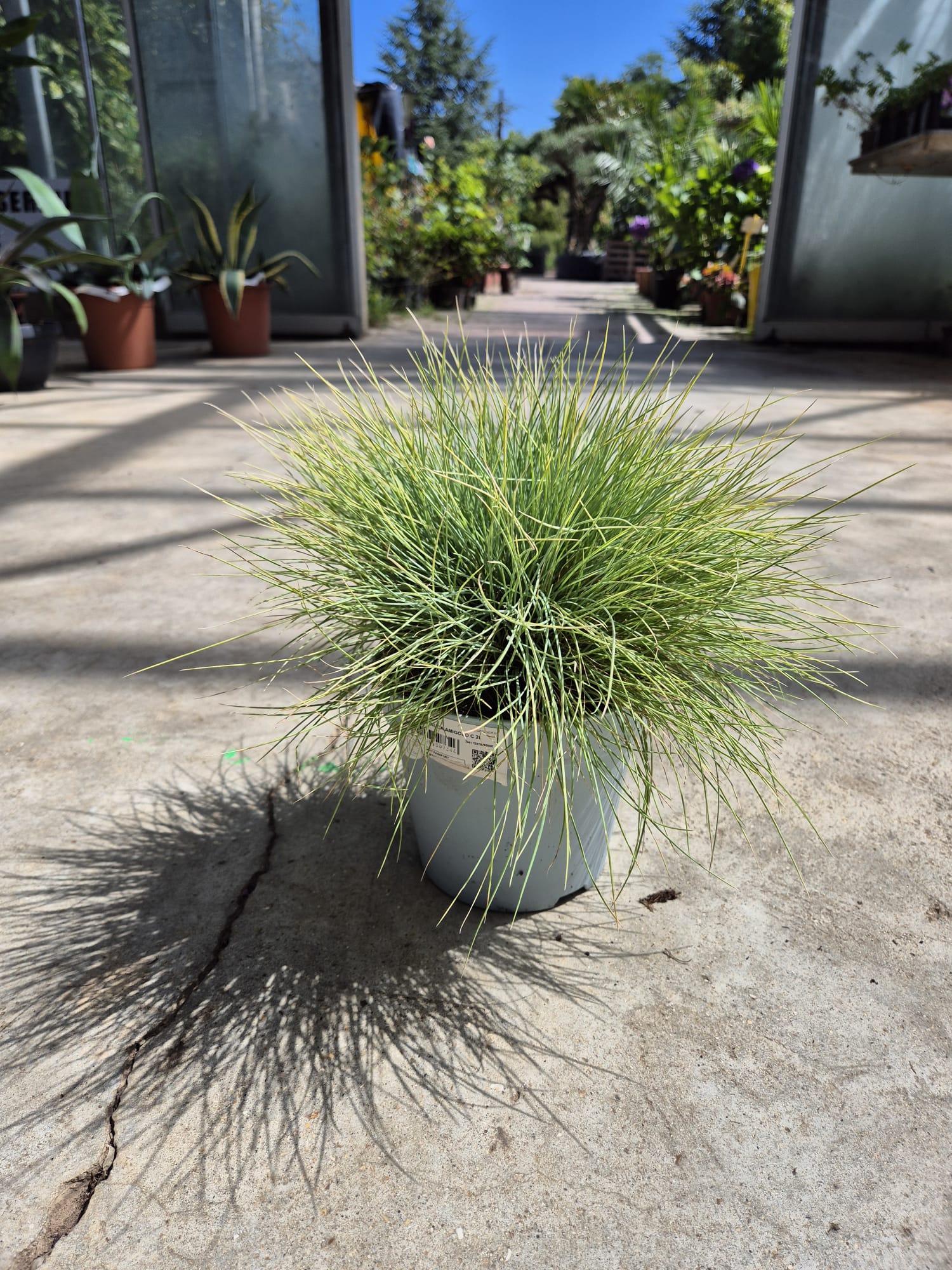 Fétuque Amigold (Festuca Glauca Amigold) - Image 4