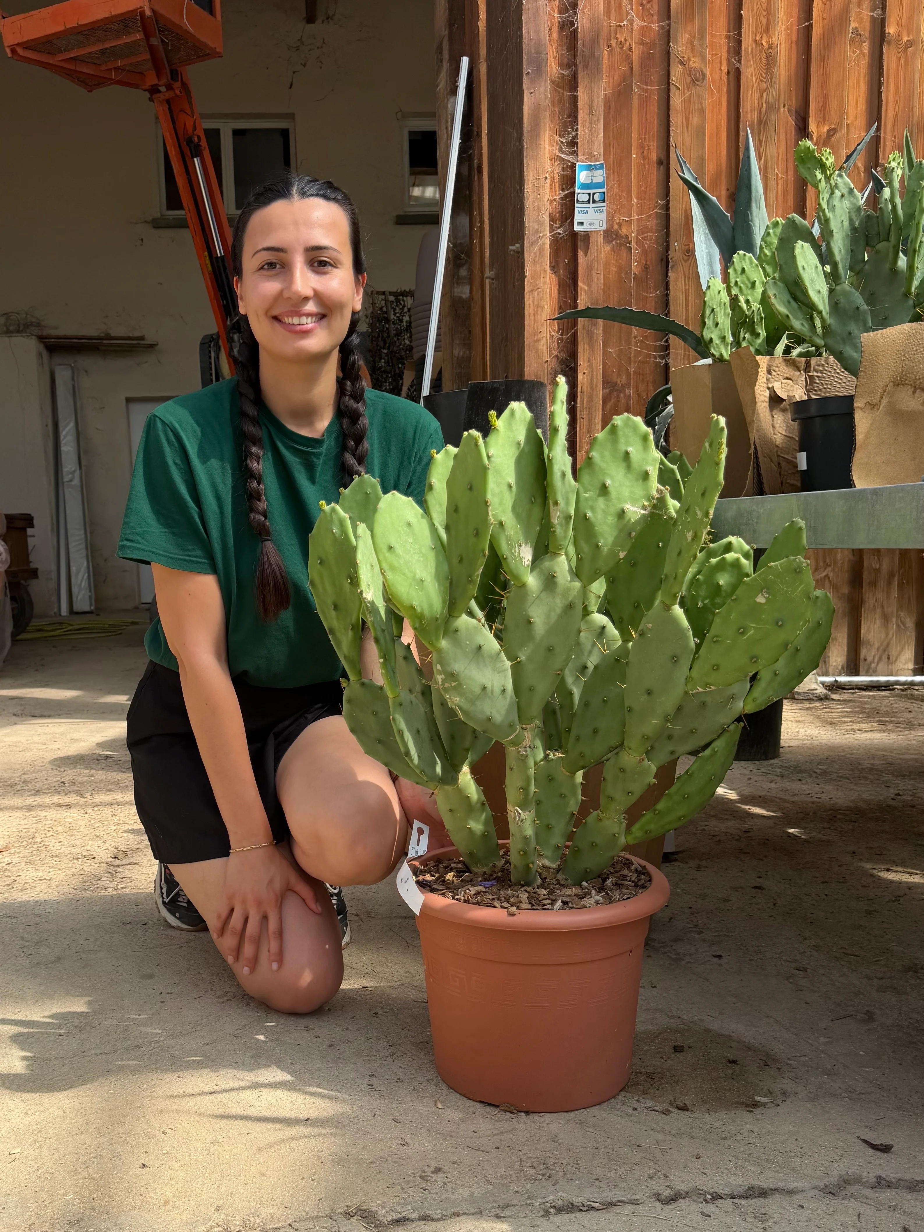 Figuier d'Inde (Opuntia Vulgaris) - Image 4