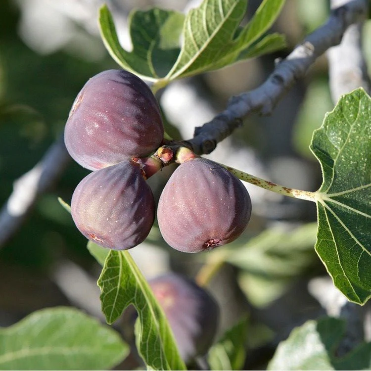 Figuier Rouge de Bordeaux (Ficus carica Rouge de Bordeaux) - Image 3