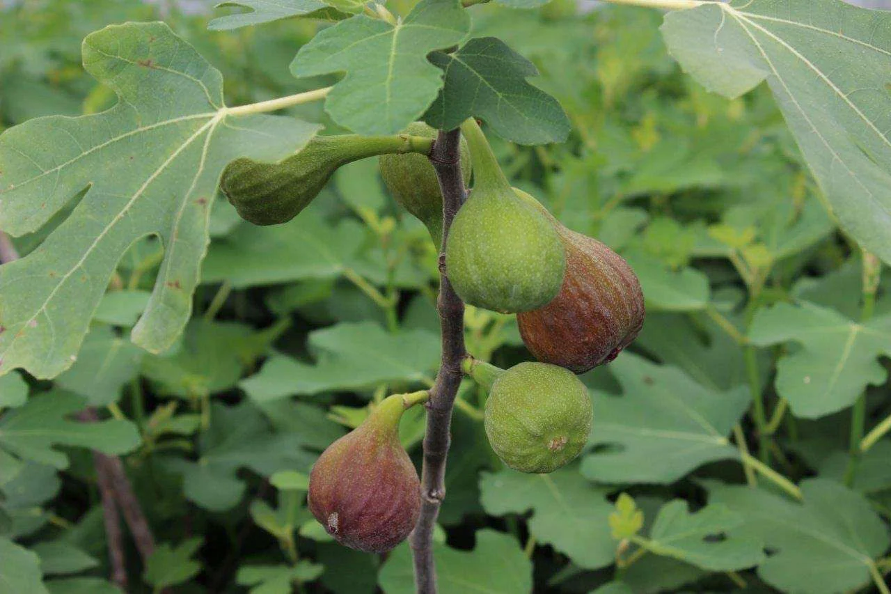 Figuier Rouge de Bordeaux (Ficus carica Rouge de Bordeaux) - Image 4