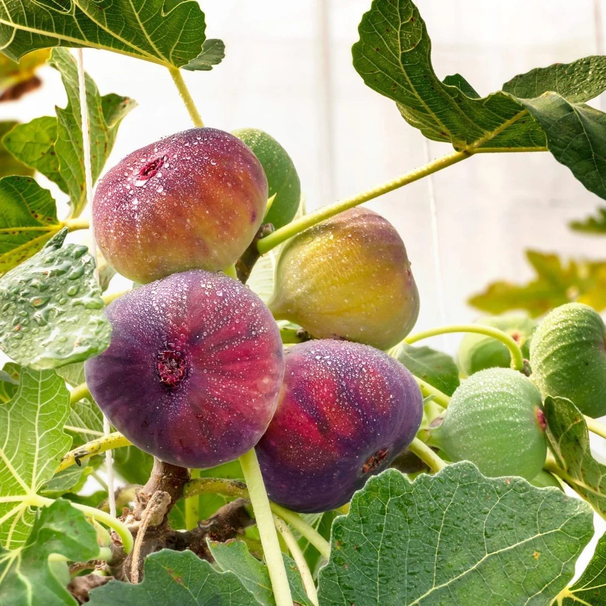 Figuier Rouge de Bordeaux (Ficus carica Rouge de Bordeaux) - Image 5