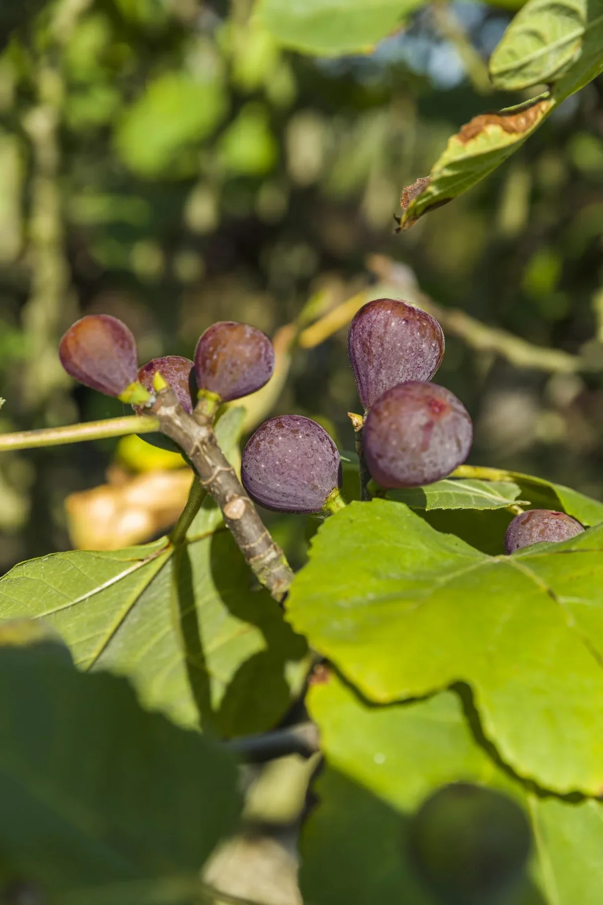 Figuier Rouge de Bordeaux (Ficus carica Rouge de Bordeaux) - Image 6