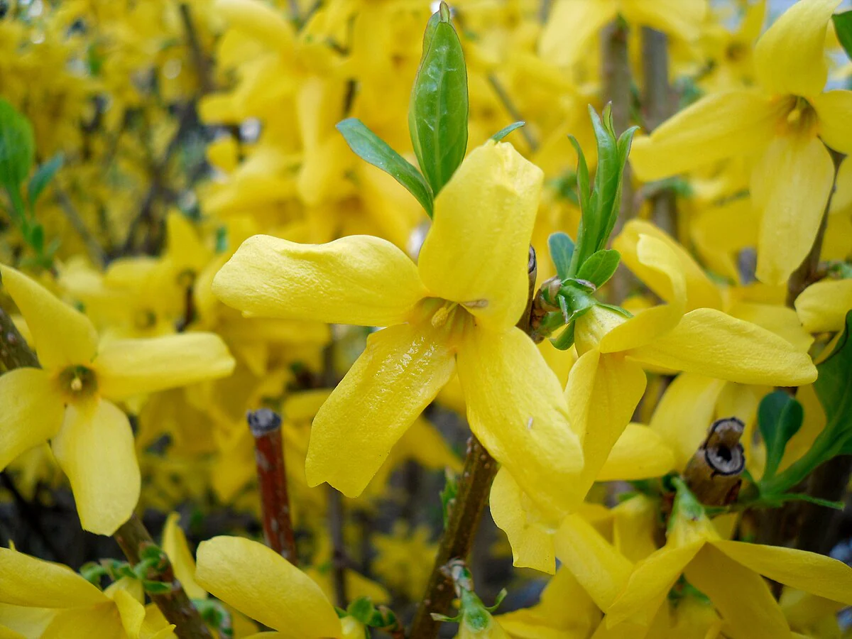 Forsythia - Image 2