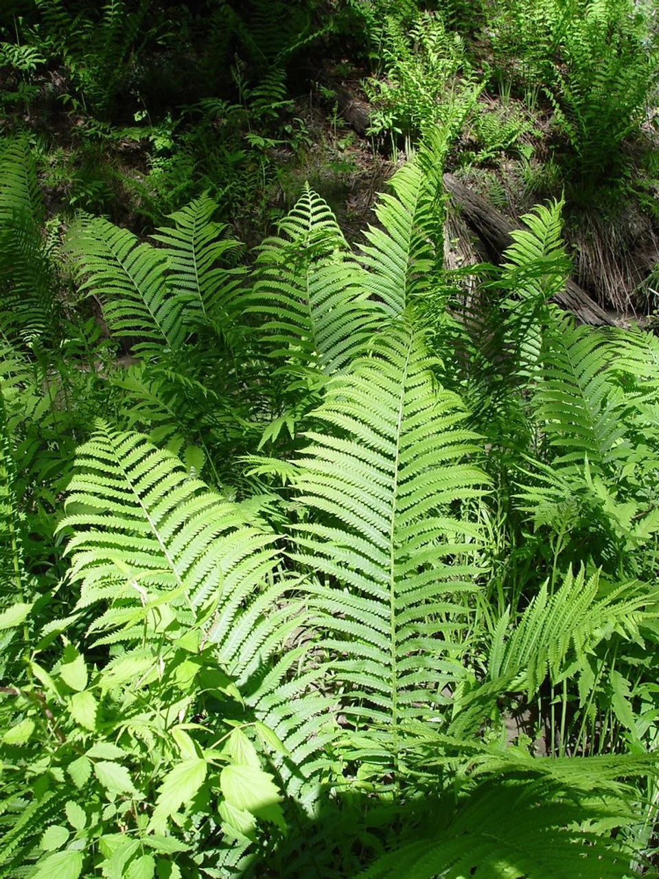 Fougère arborescente (Dicksonia antarctica) - Image 4