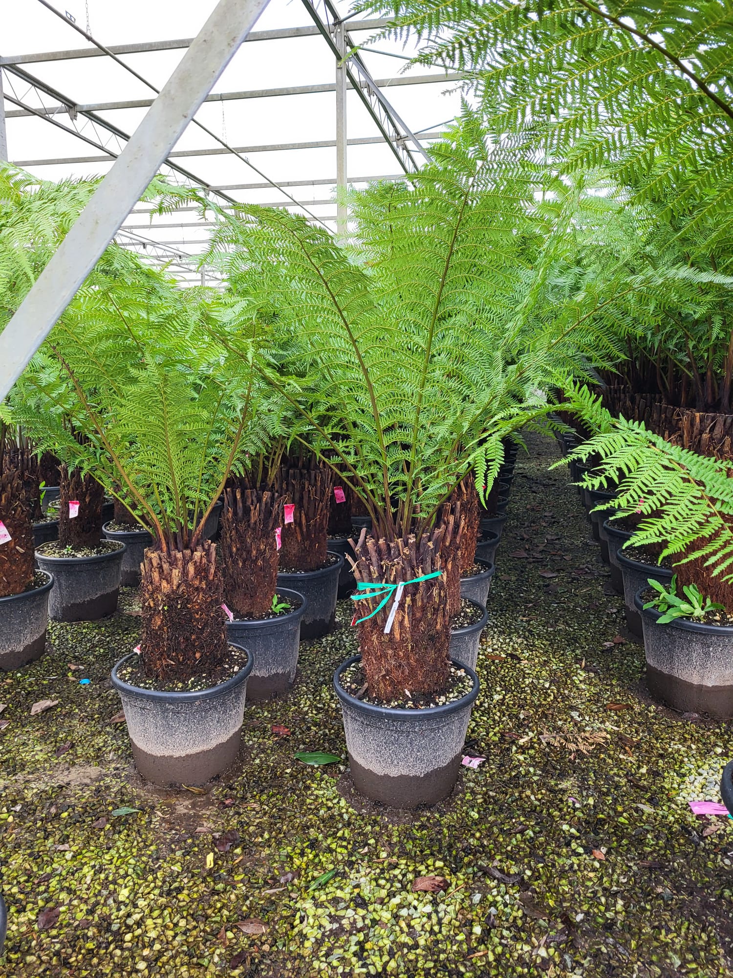 Fougère arborescente (Dicksonia antarctica) - Image 7