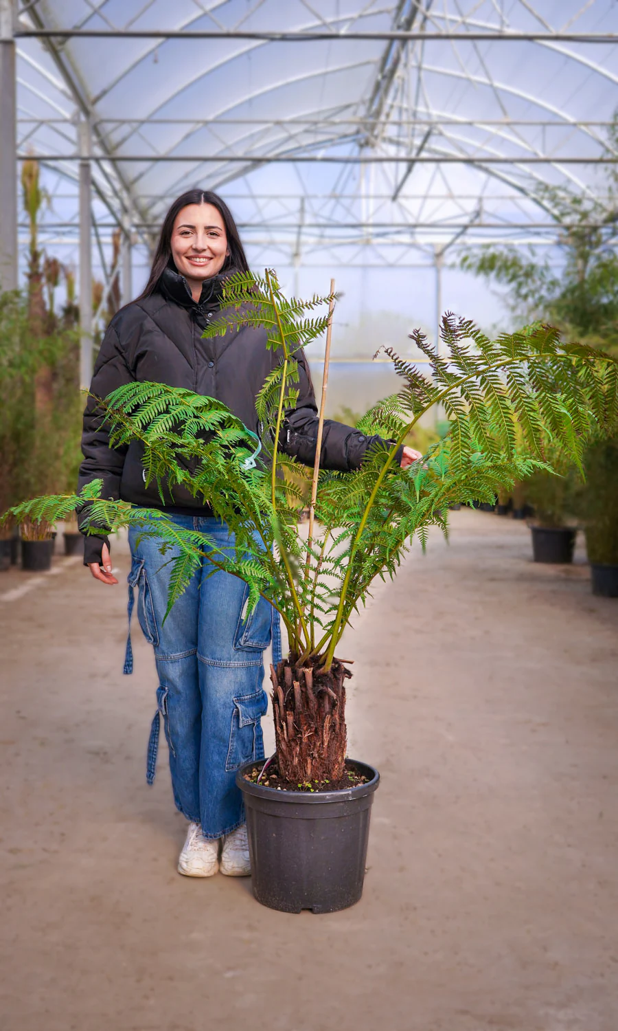 Fougère arborescente (Dicksonia antarctica) - Image 9