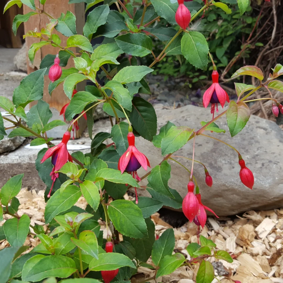 Fuchsia rustique (Fuchsia x Hybrida Mrs Popple) - Image 2