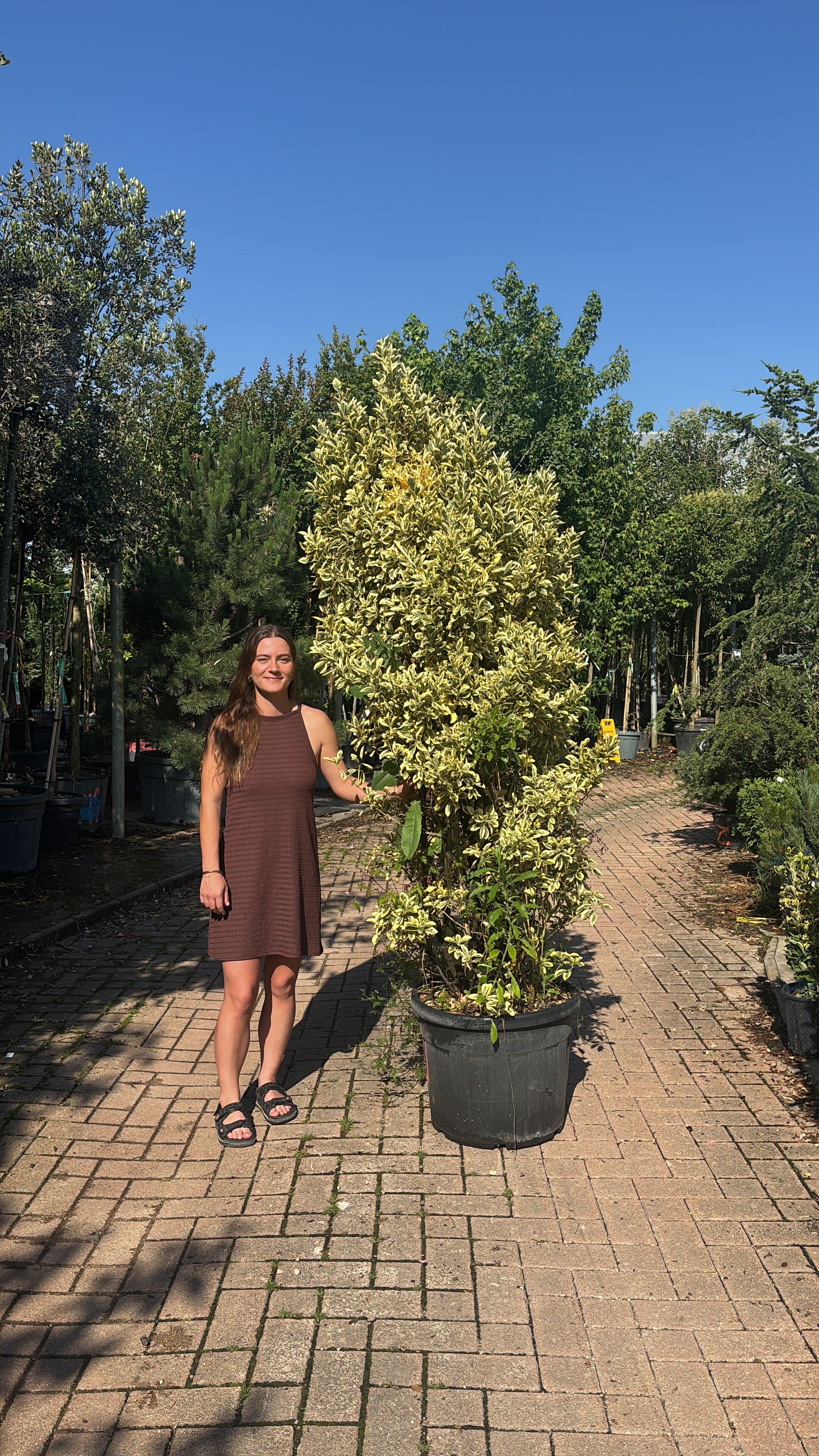 Fusain du Japon 'Bravo' (Euonymus Japonicus) - Image 10