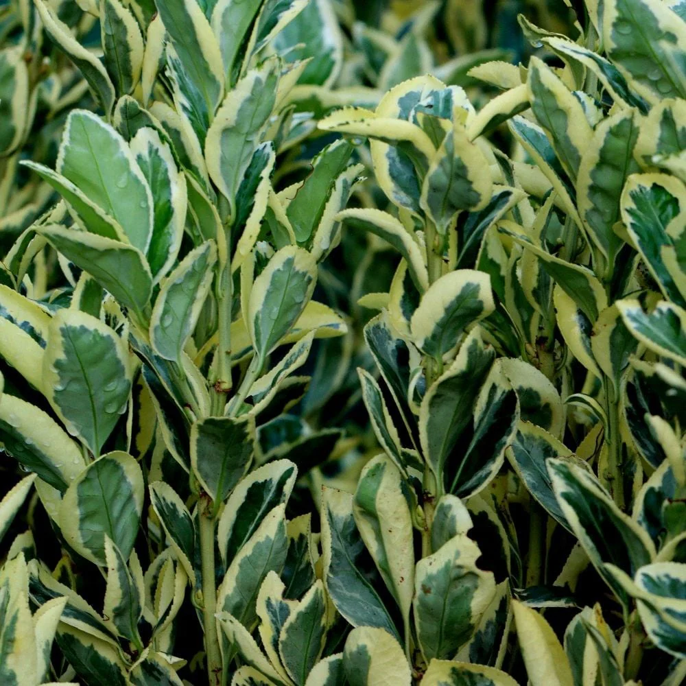 Fusain du Japon 'Bravo' (Euonymus Japonicus) - Image 3