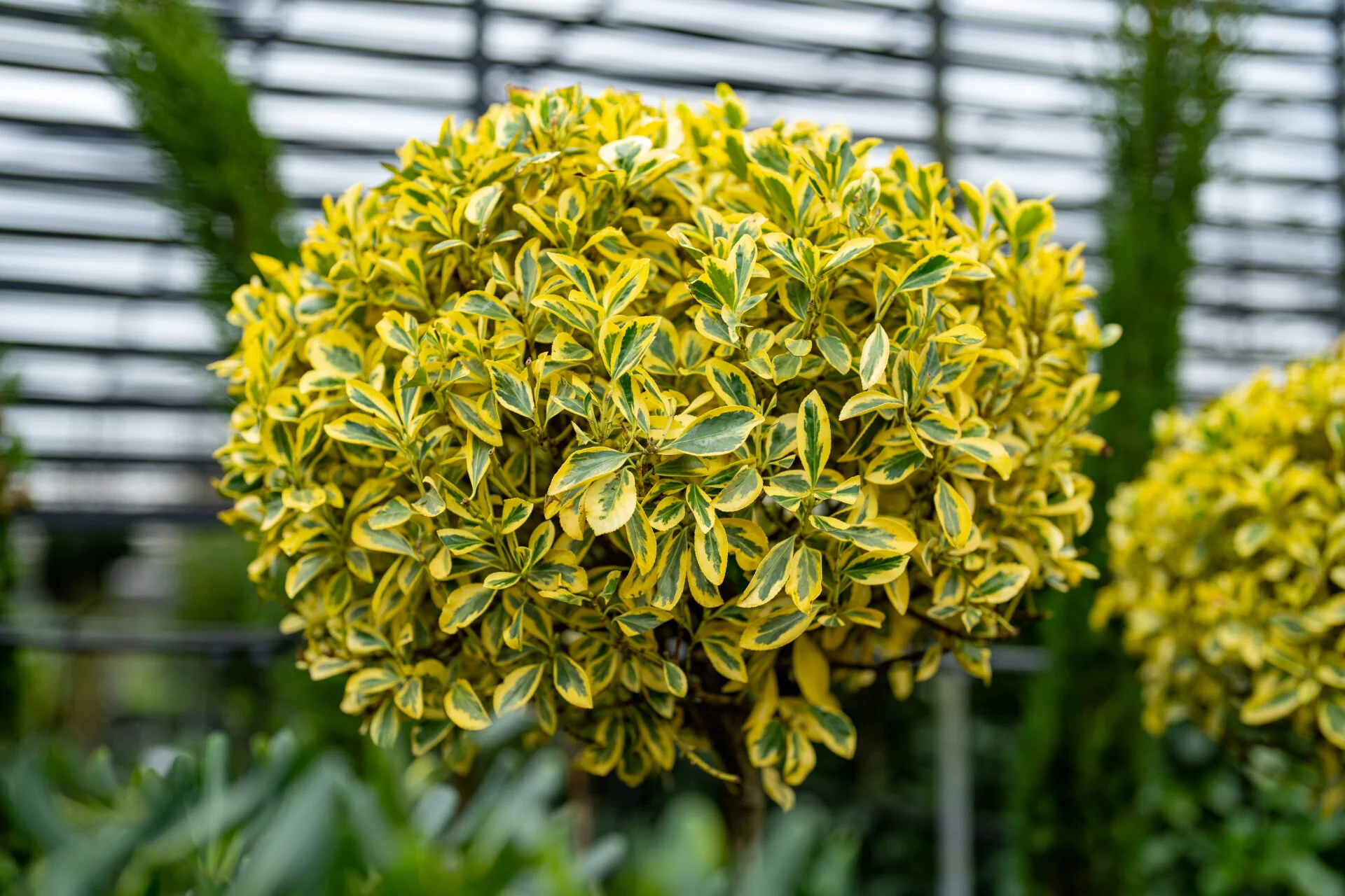 Fusain du Japon 'Bravo' (Euonymus Japonicus) - Image 4