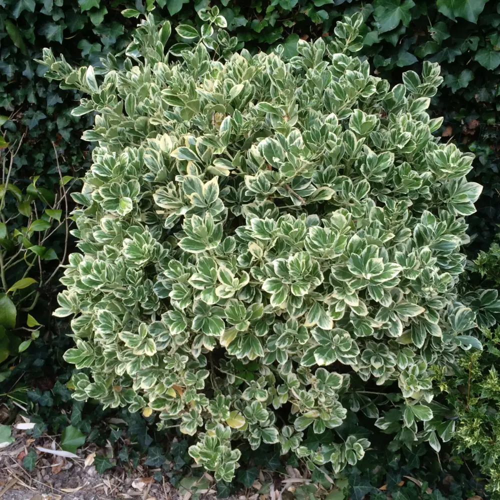 Fusain du Japon 'Bravo' (Euonymus Japonicus) - Image 5