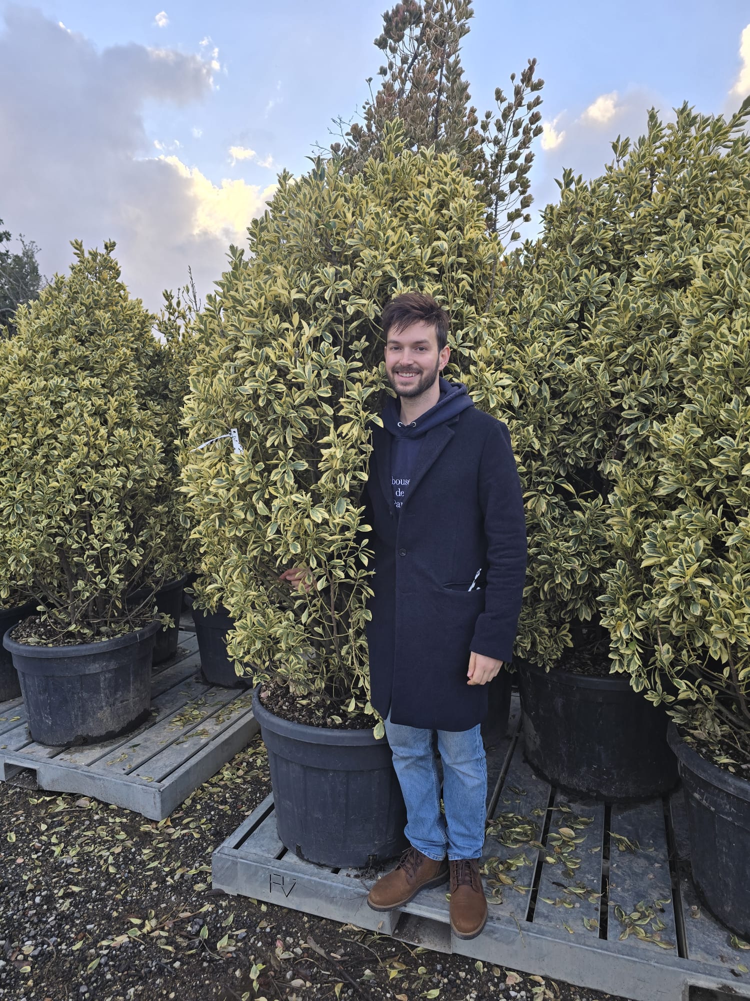Fusain du Japon 'Bravo' (Euonymus Japonicus) - Image 9