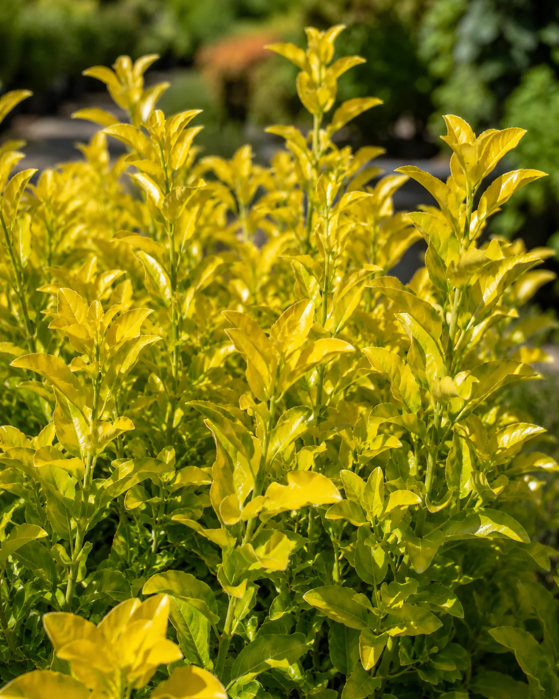 Fusain du Japon "El Dorado" (Euonymus Japonicus) - Image 2