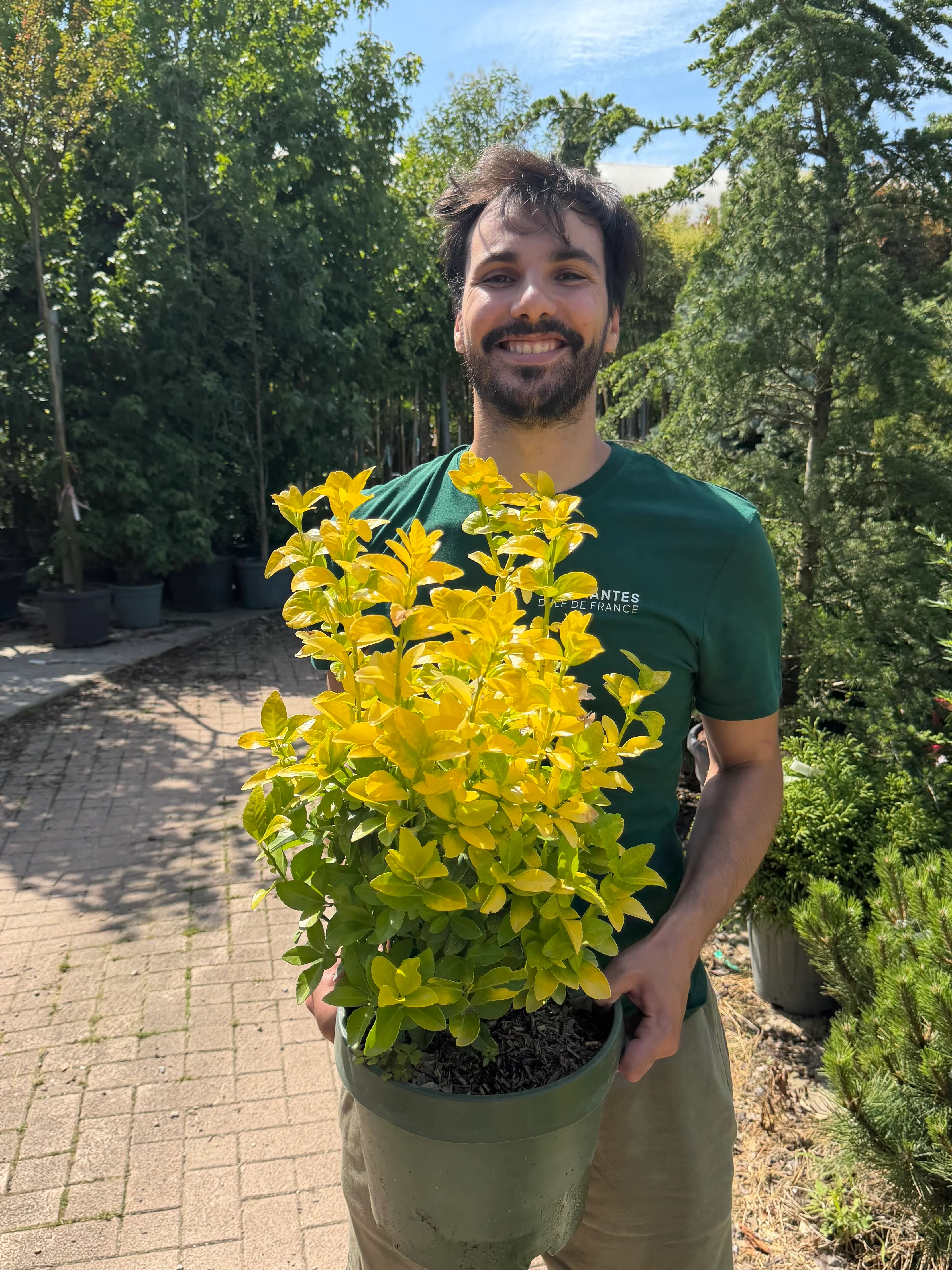 Fusain du Japon "El Dorado" (Euonymus Japonicus) - Image 3