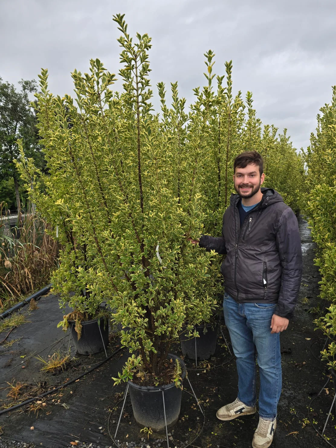 Fusain du Japon 'Aureus' (Euonymus Japonicus) - Image 10