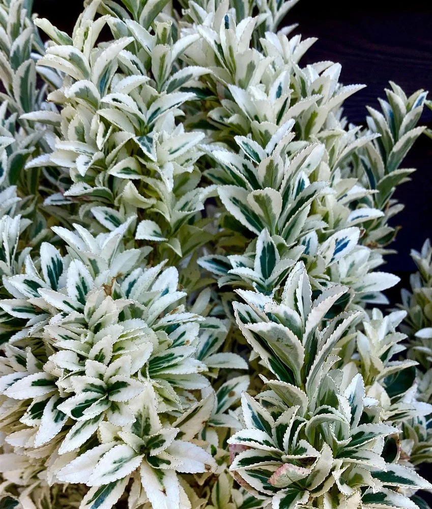 Fusain Nain (Euonymus) - Image 2