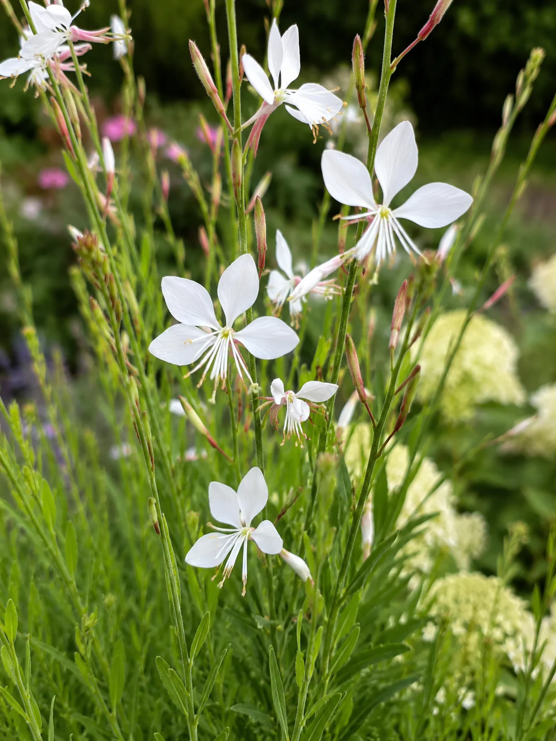 Gaura blanche - Image 2