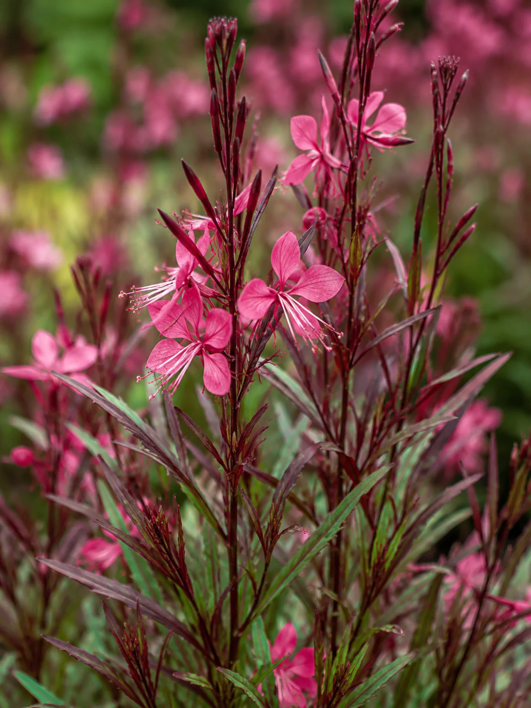 Gaura rouge - Image 2