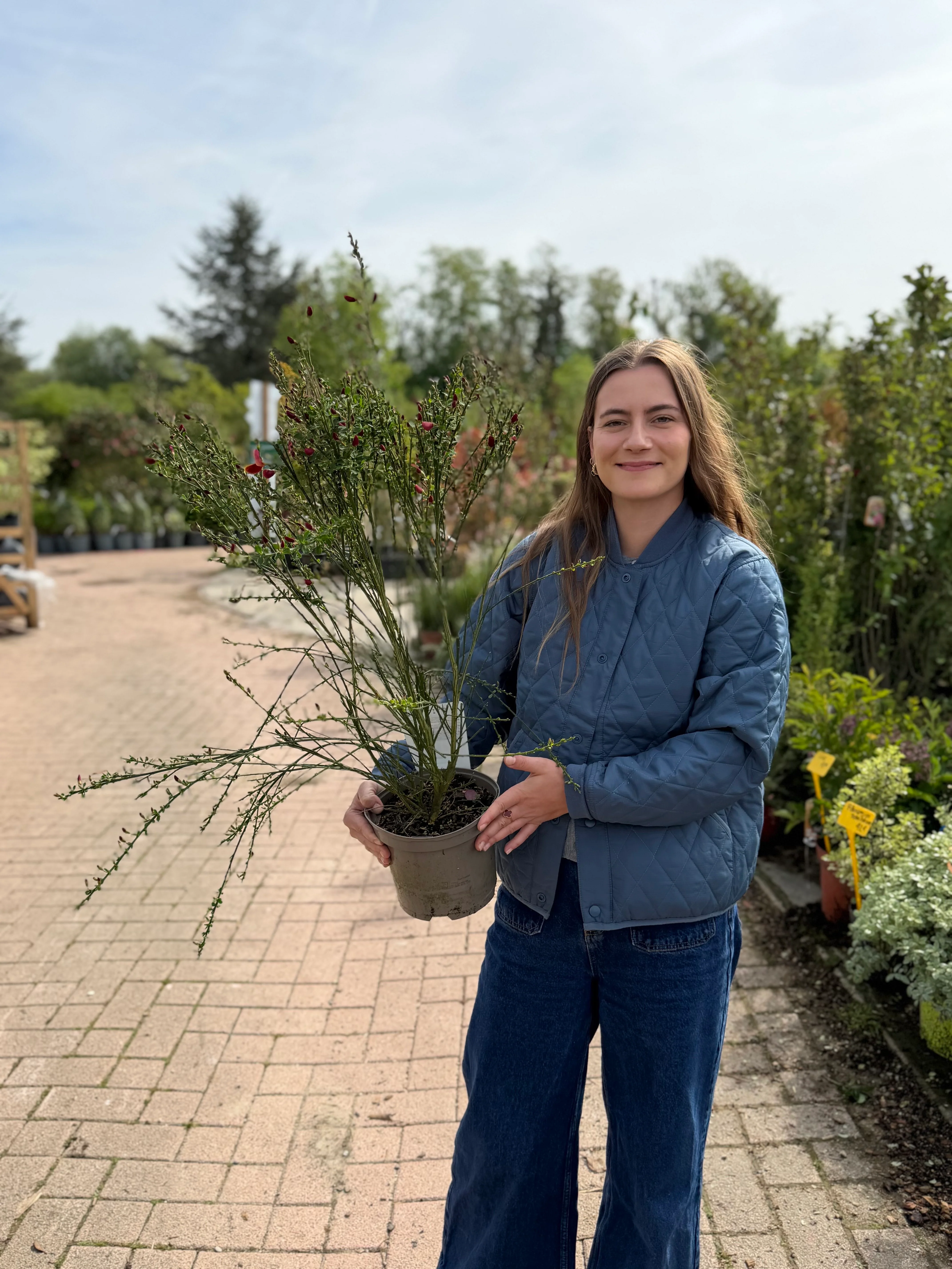 Genêt (Cytisus) - Image 4