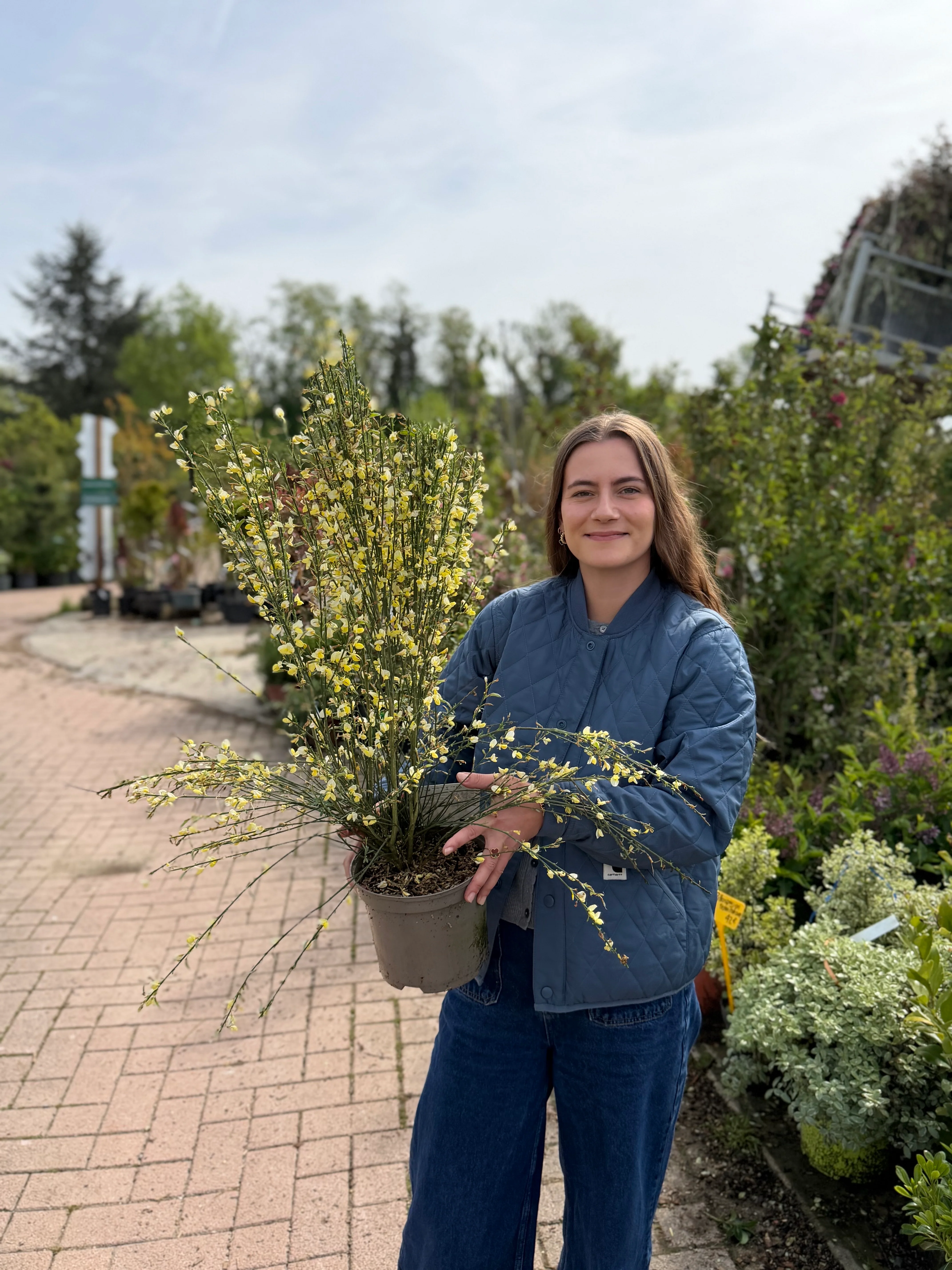Genêt (Cytisus) - Image 5