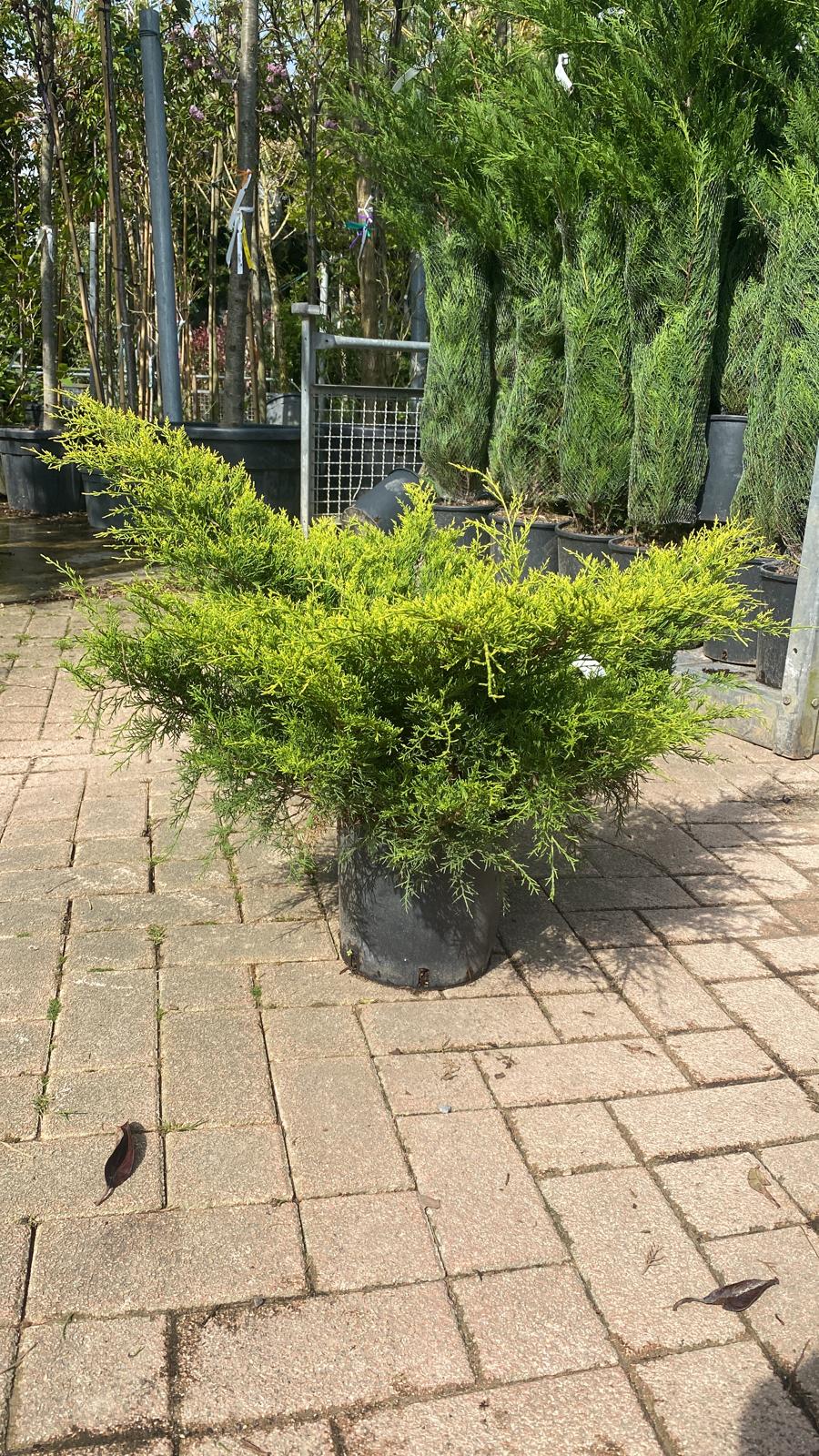 Genévrier Rampant (Juniperus horizontalis) - Image 3