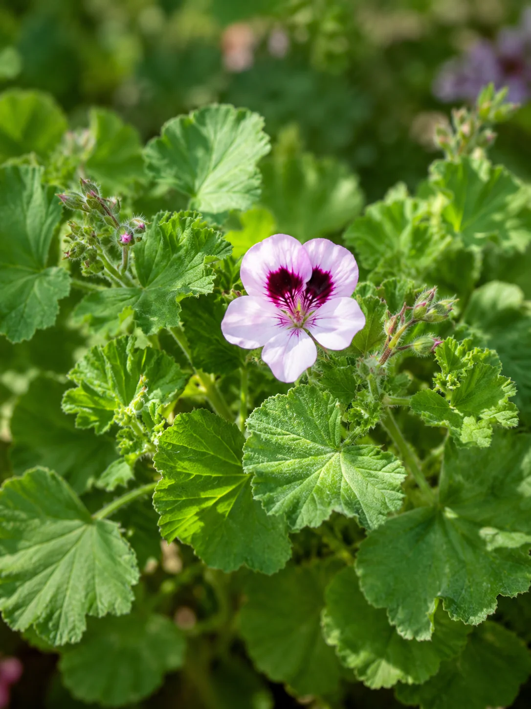 Géranium 'Mosquitaway' - Image 2