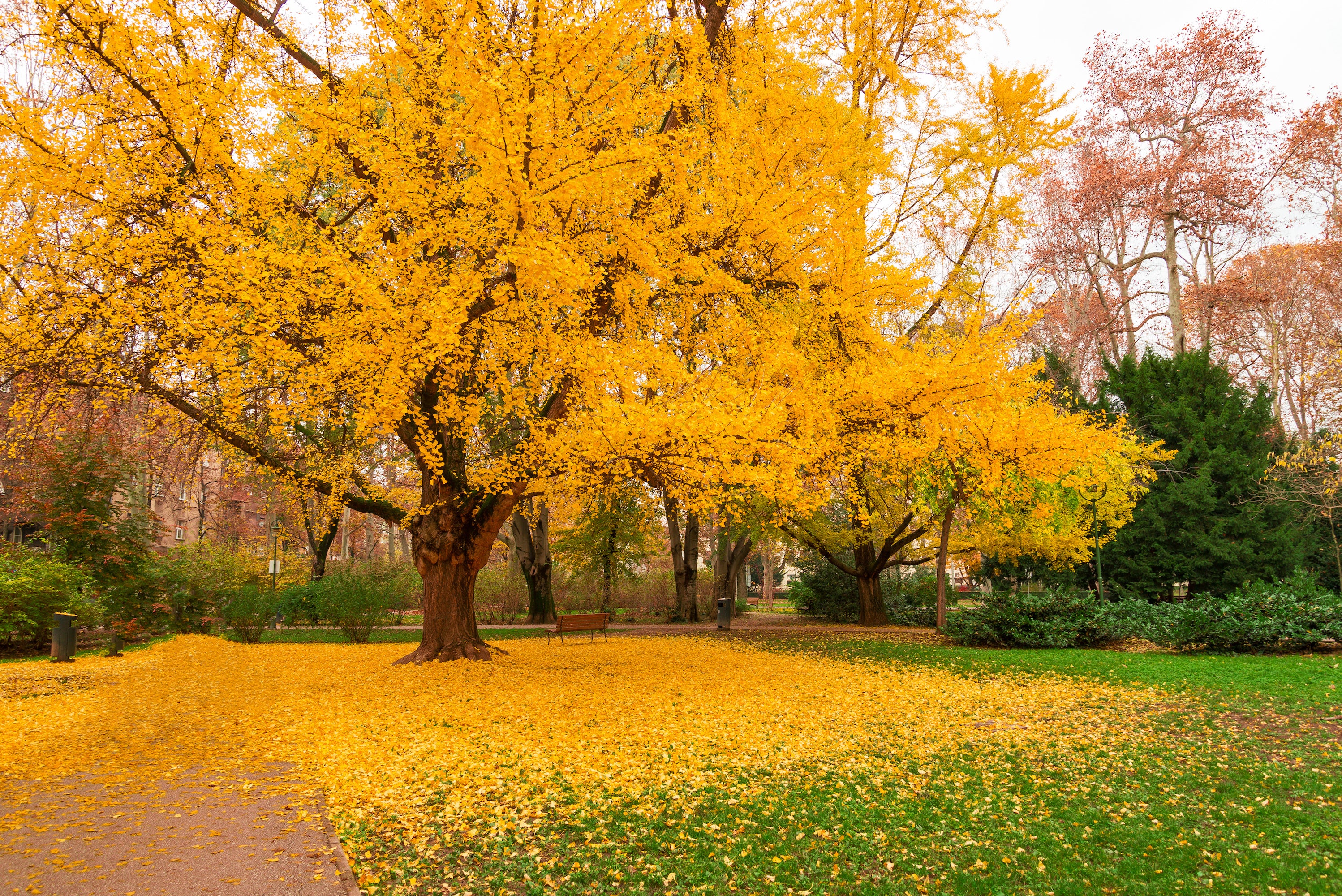 Ginkgo en tige (Ginkgo Biloba) - Image 5